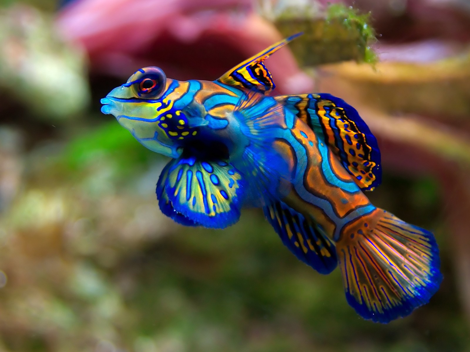 Very coloured fish