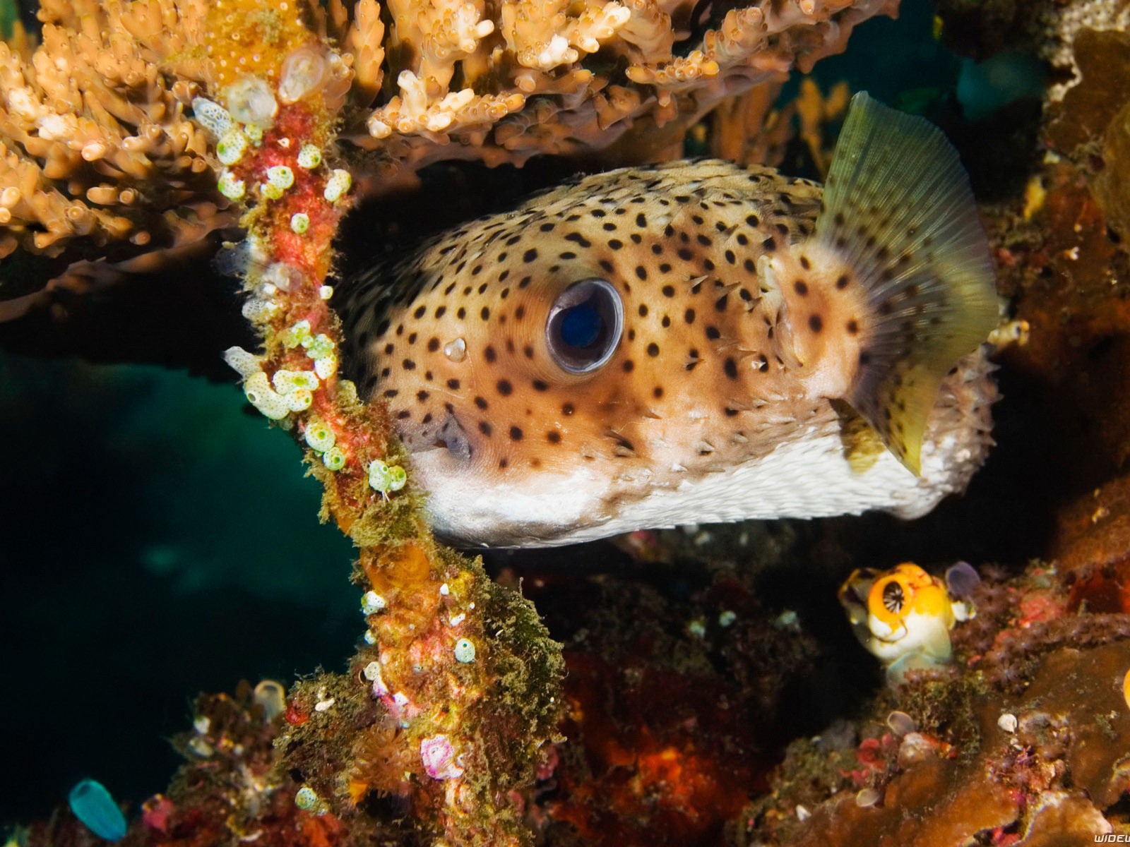 Пятнистая коралловая рыба