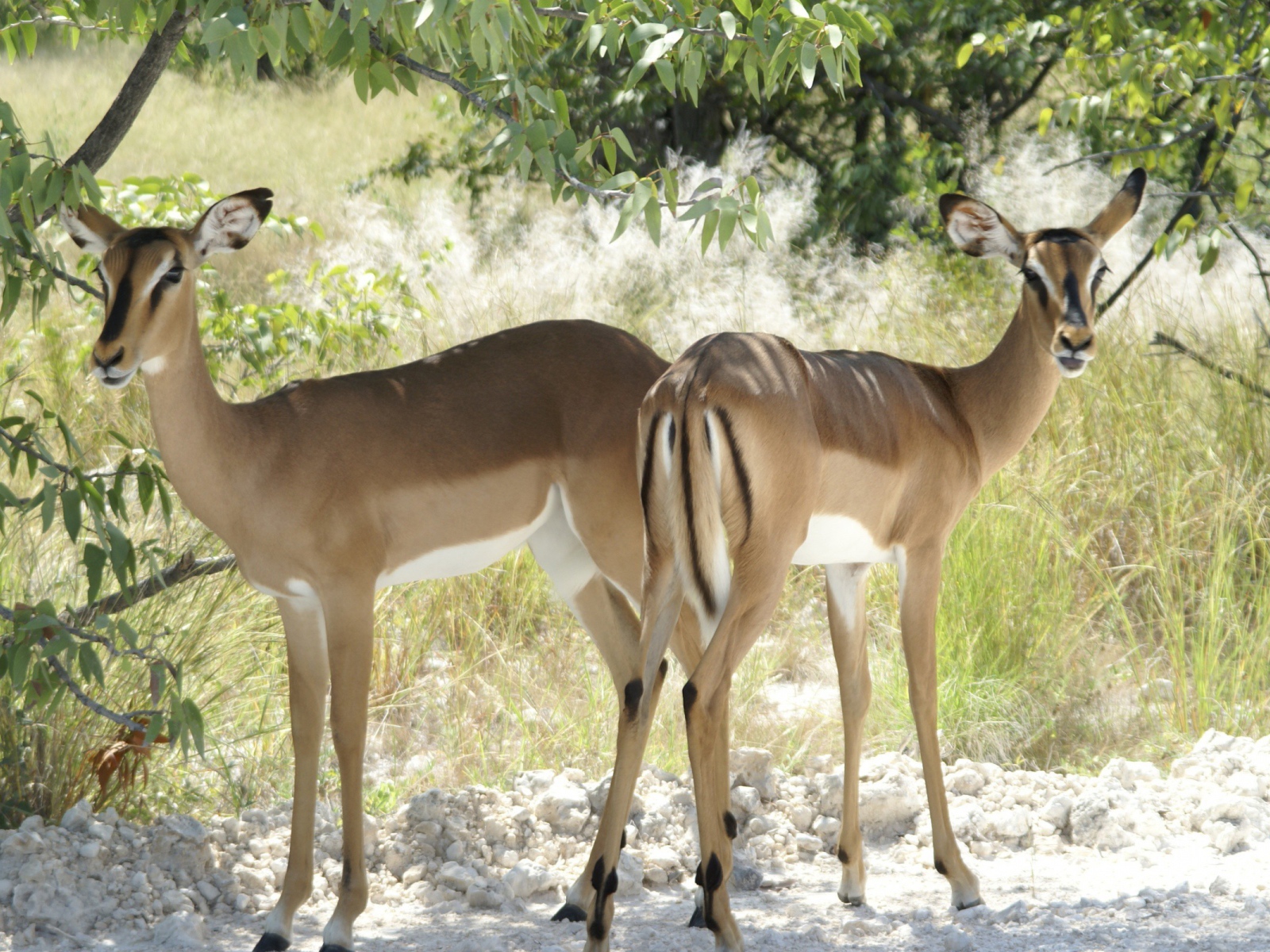 Косули Бамби