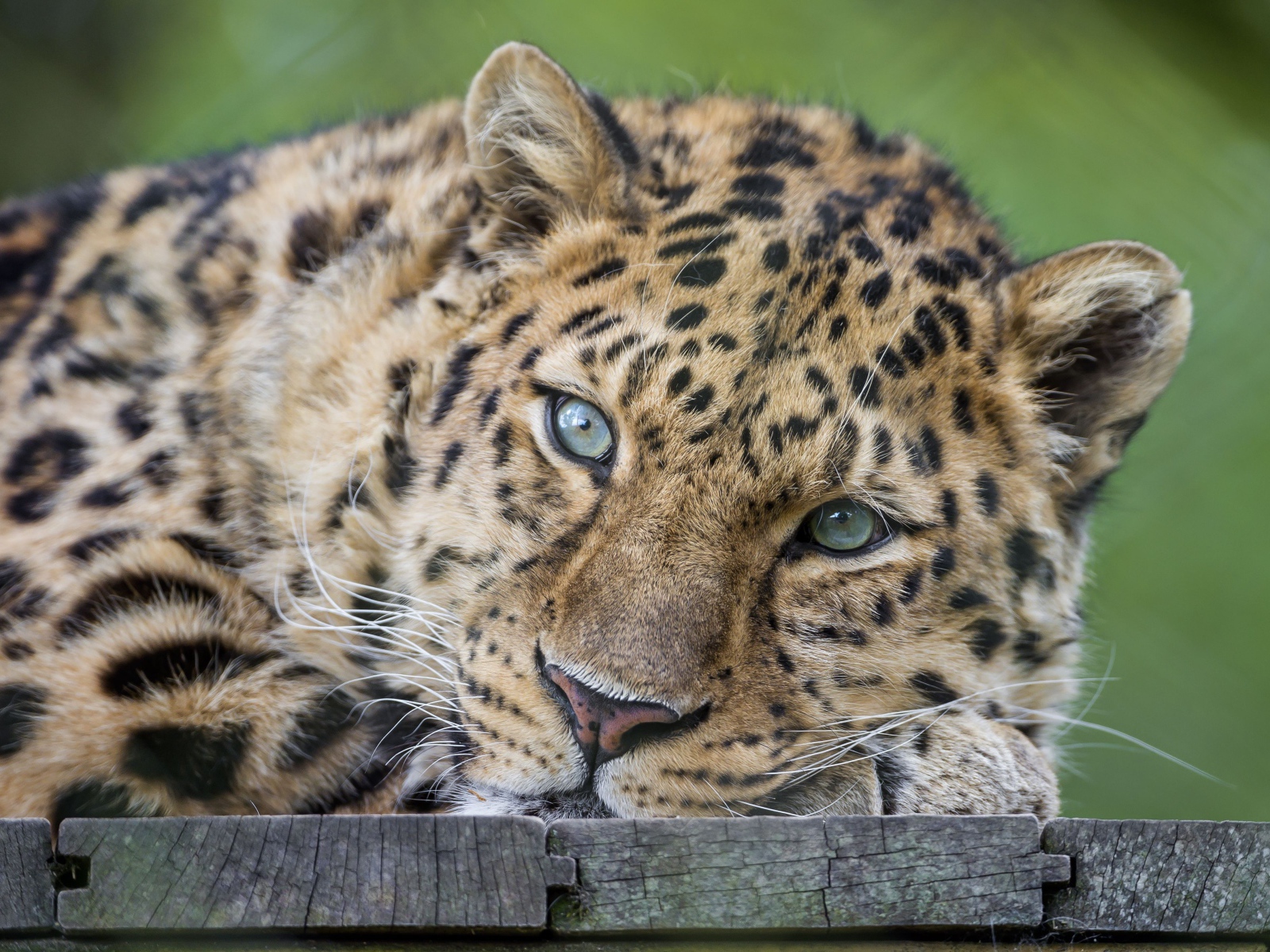 Пристальный взгляд Леопарда