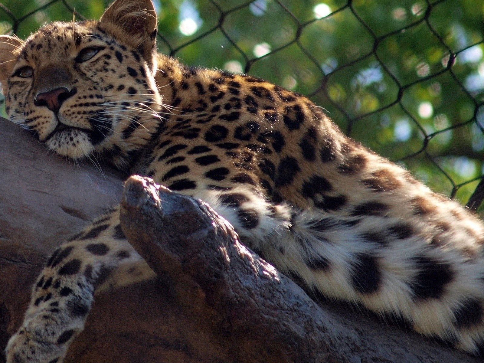 Леопард отдыхает