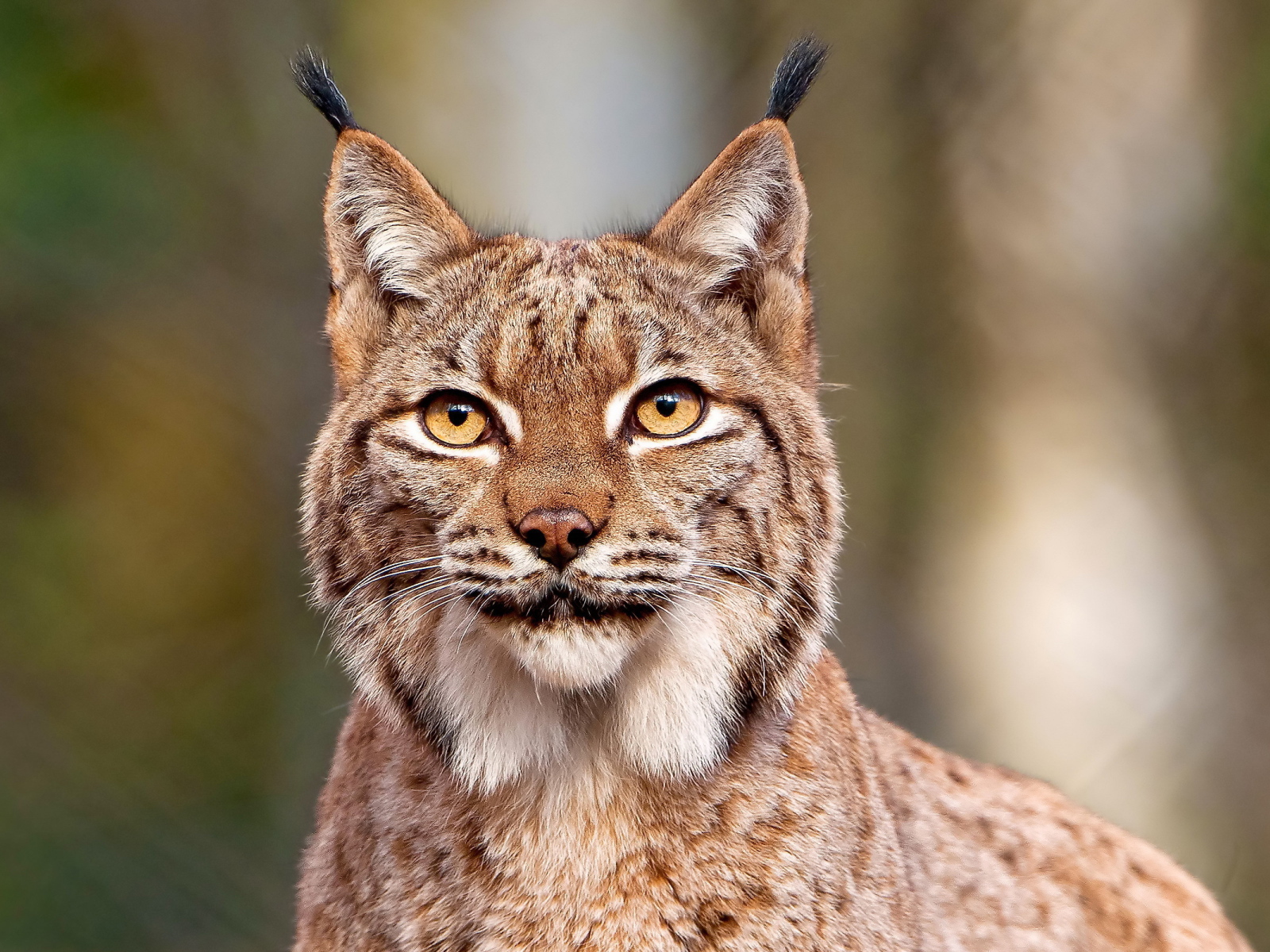 Рысь с кисточками