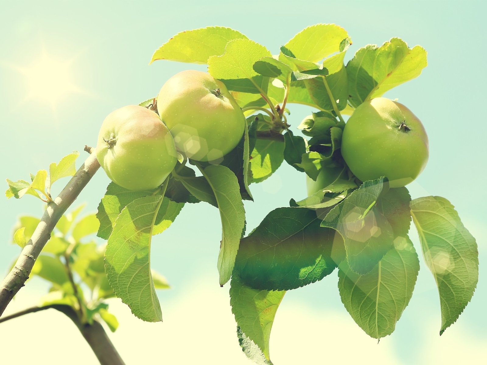 Яблоки на дереве