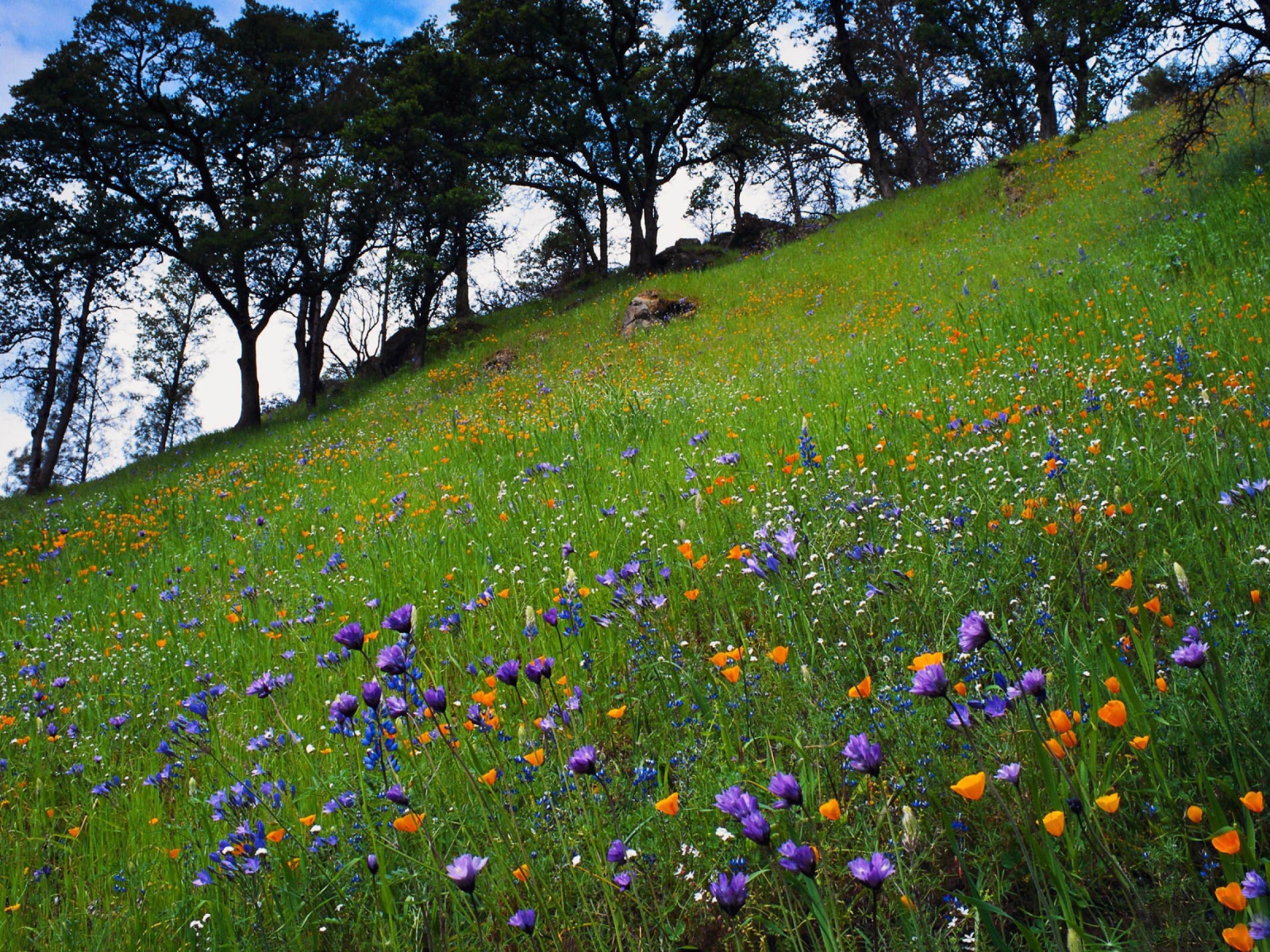 Цветочный склон