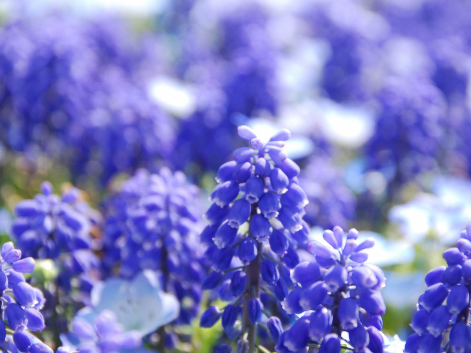 Голубые Гиацинты