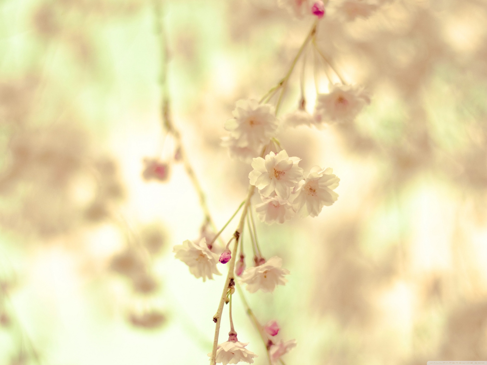 Цветочная веточка