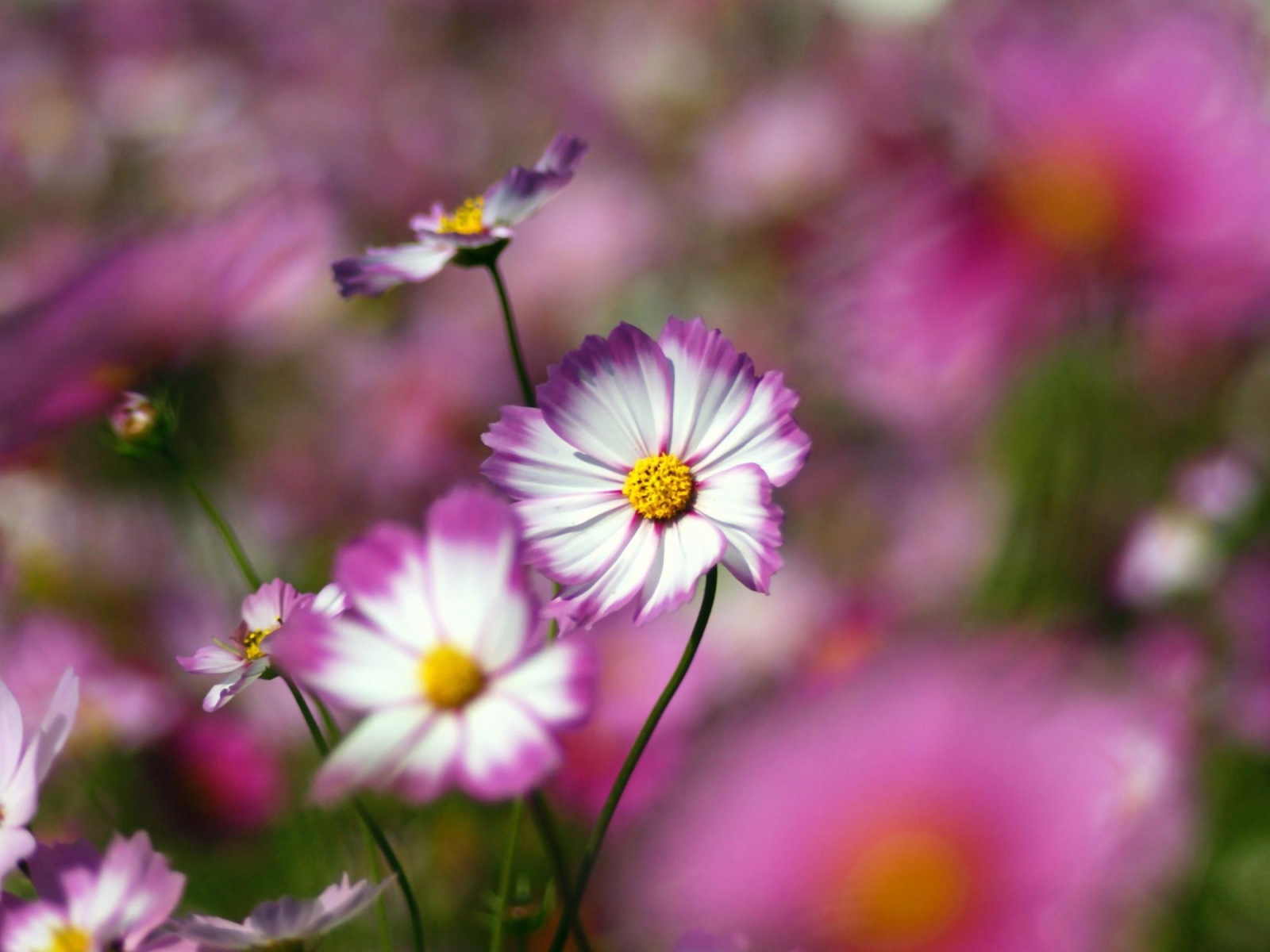 Цветы с желтым центром