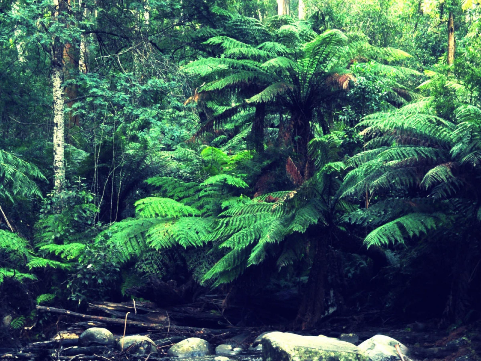 Лес в тропиках