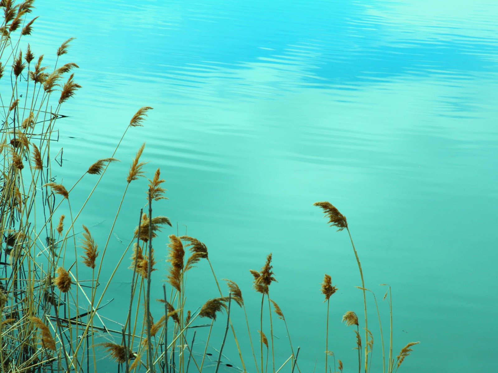 Растения у воды