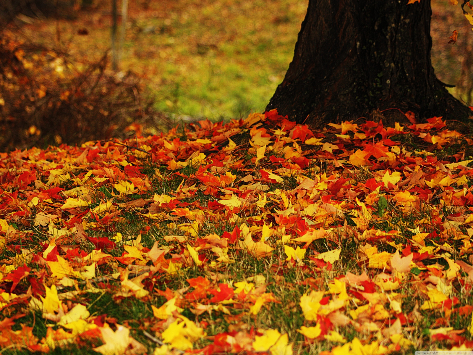 Color carpet in the wood