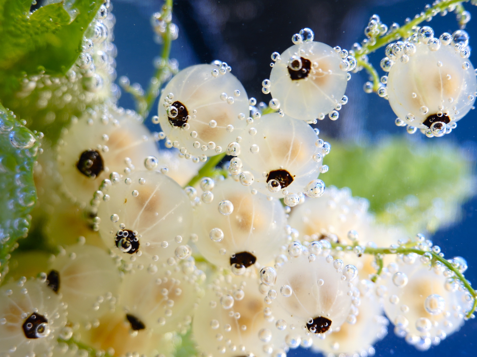 Белая смородина