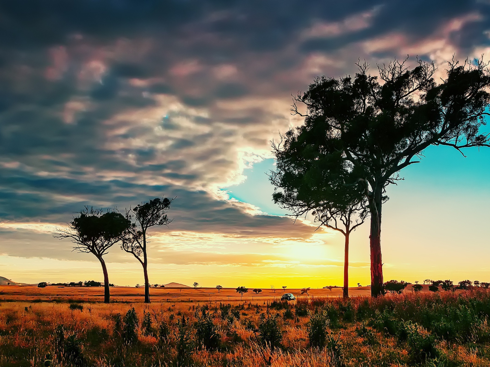 Деревья в африканской саванне