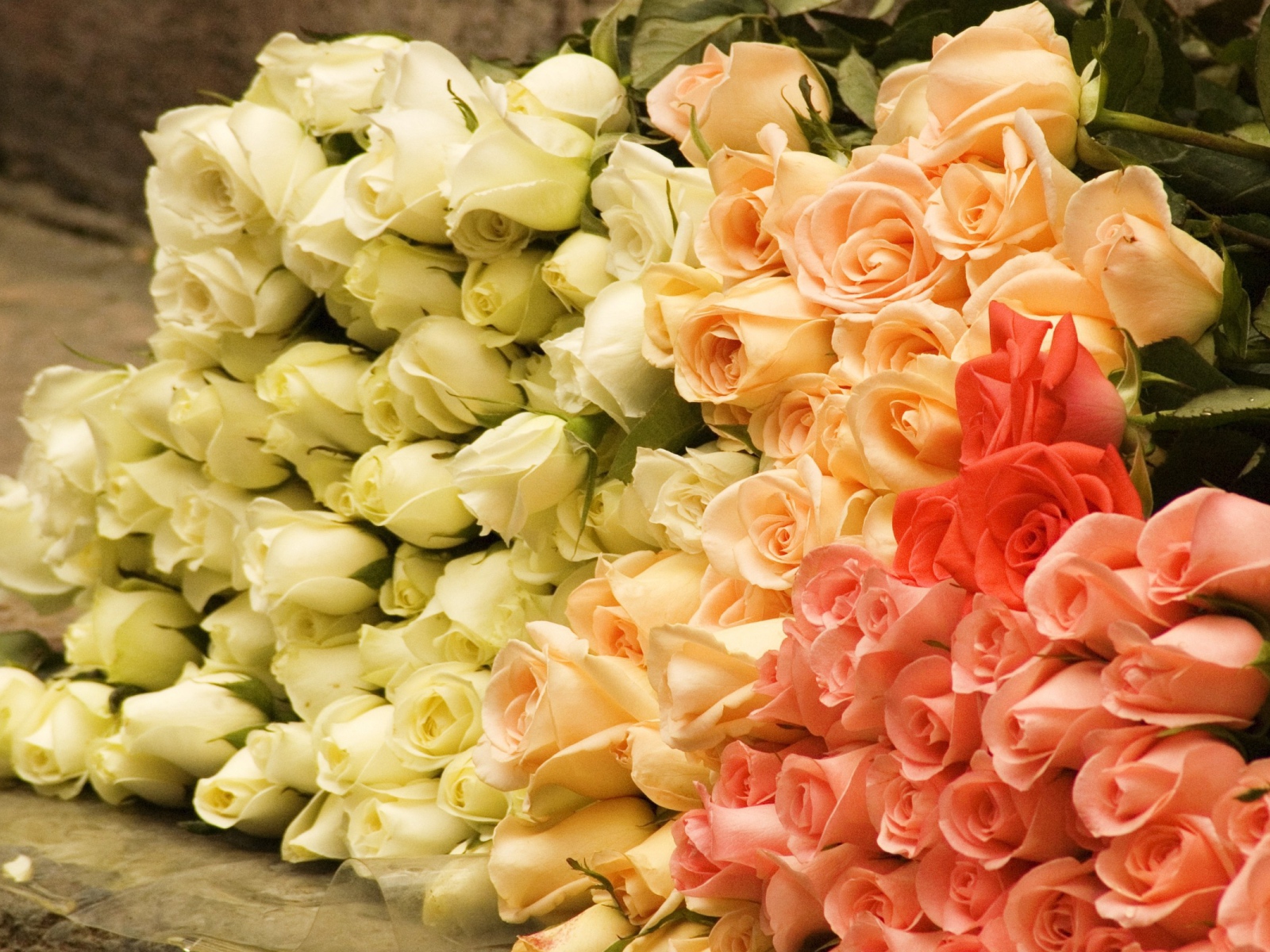 Большой букет роз