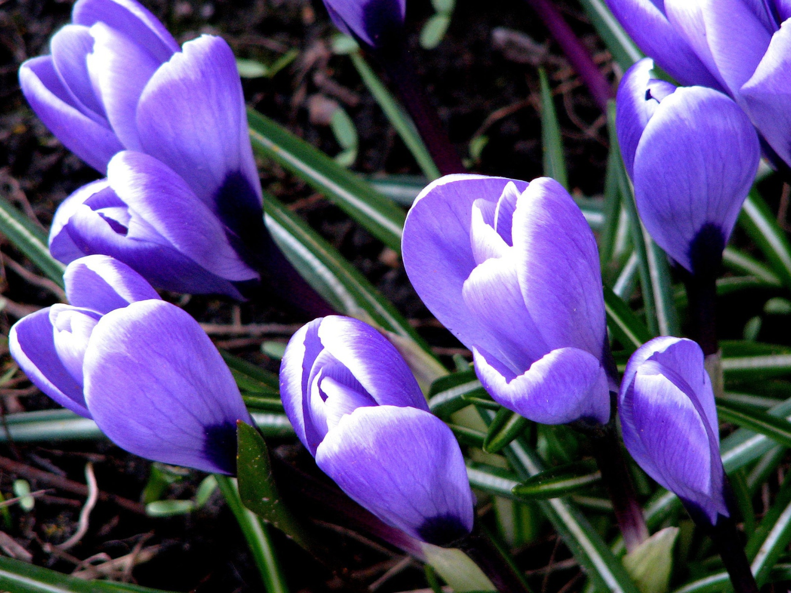 Цветут Крокусы