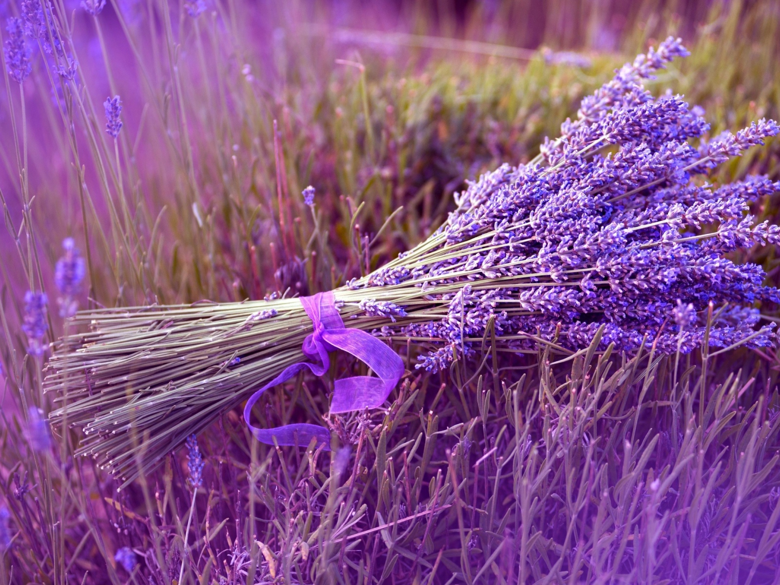 Букет из синих полевых цветов