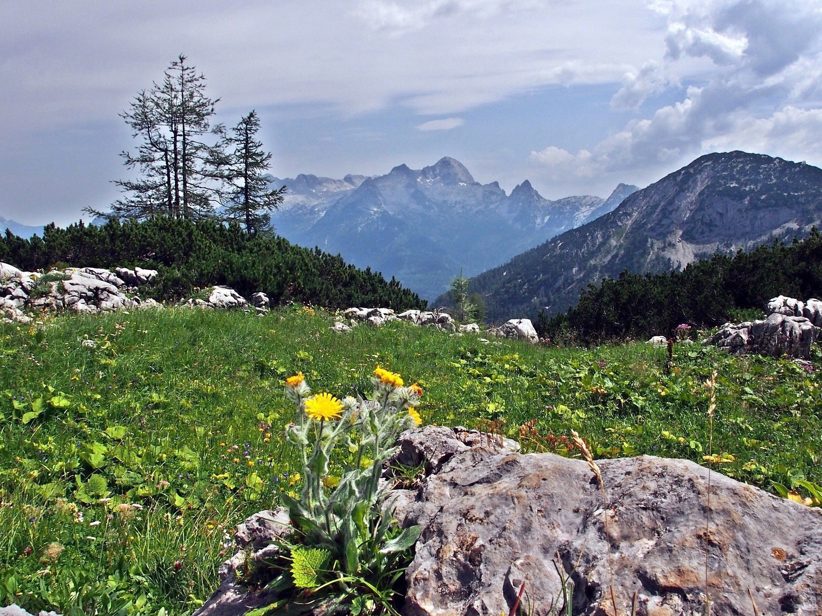 Цветы на камнях