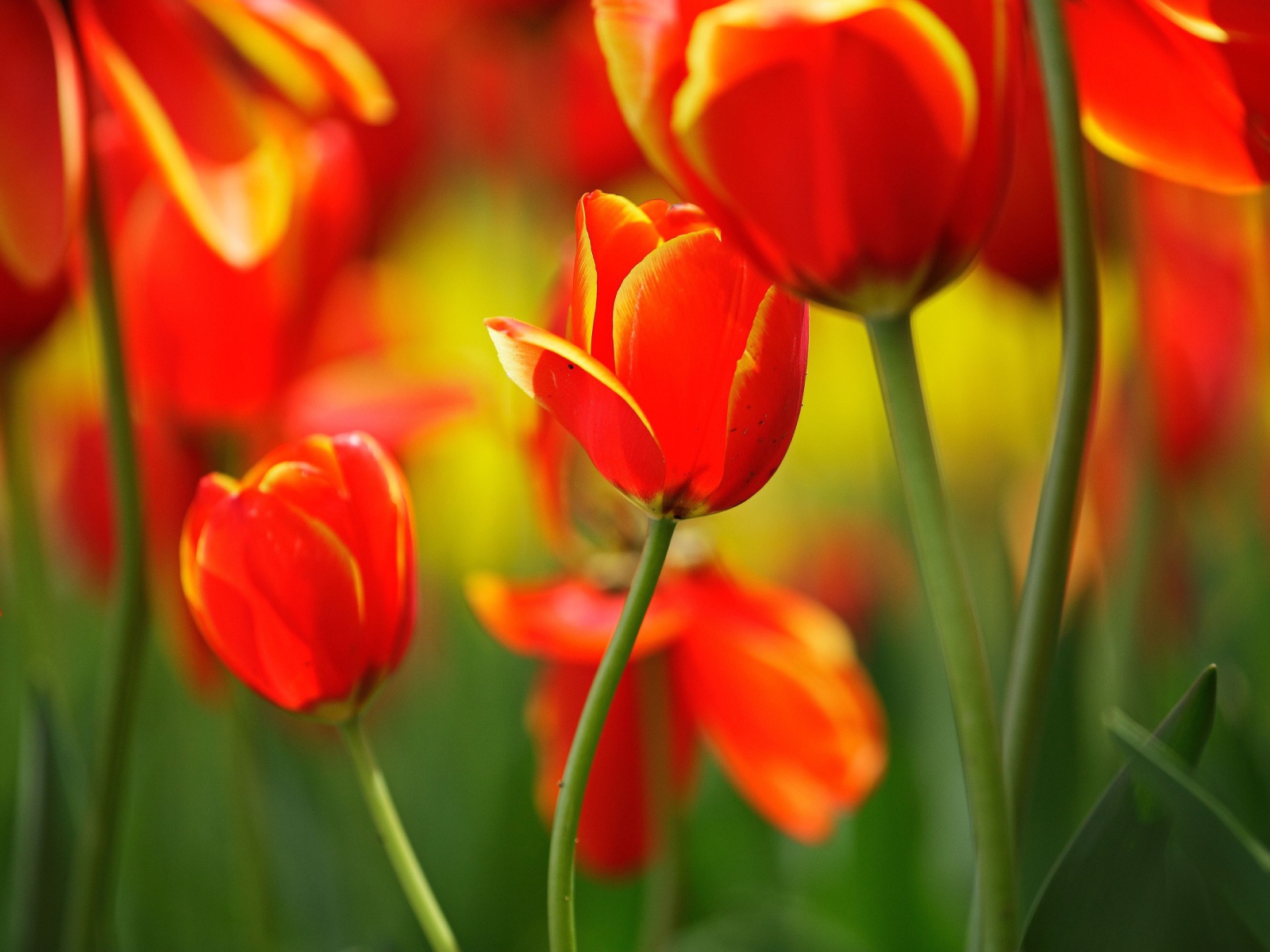 Поляна тюльпанов