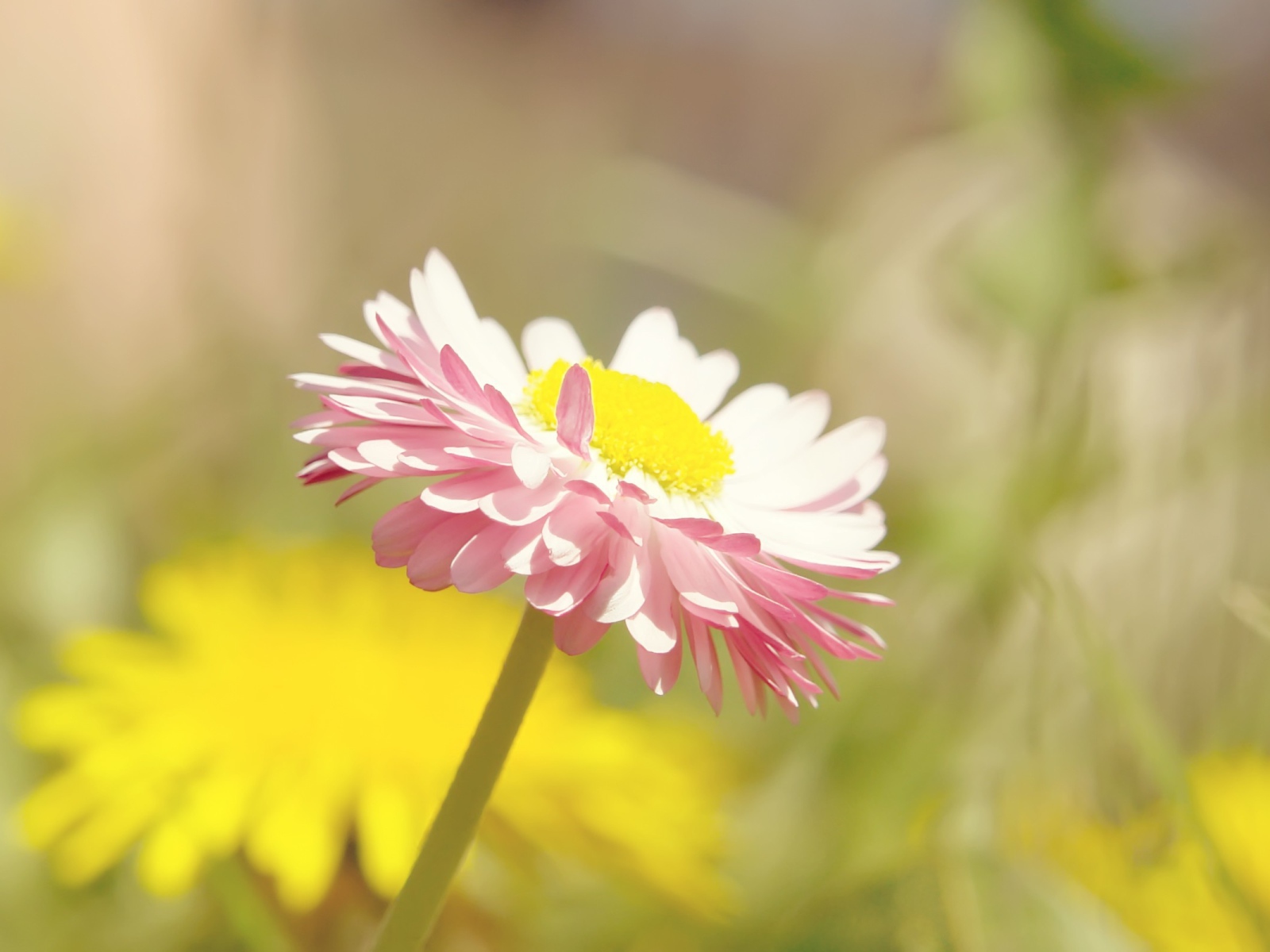 Бледная ромашка