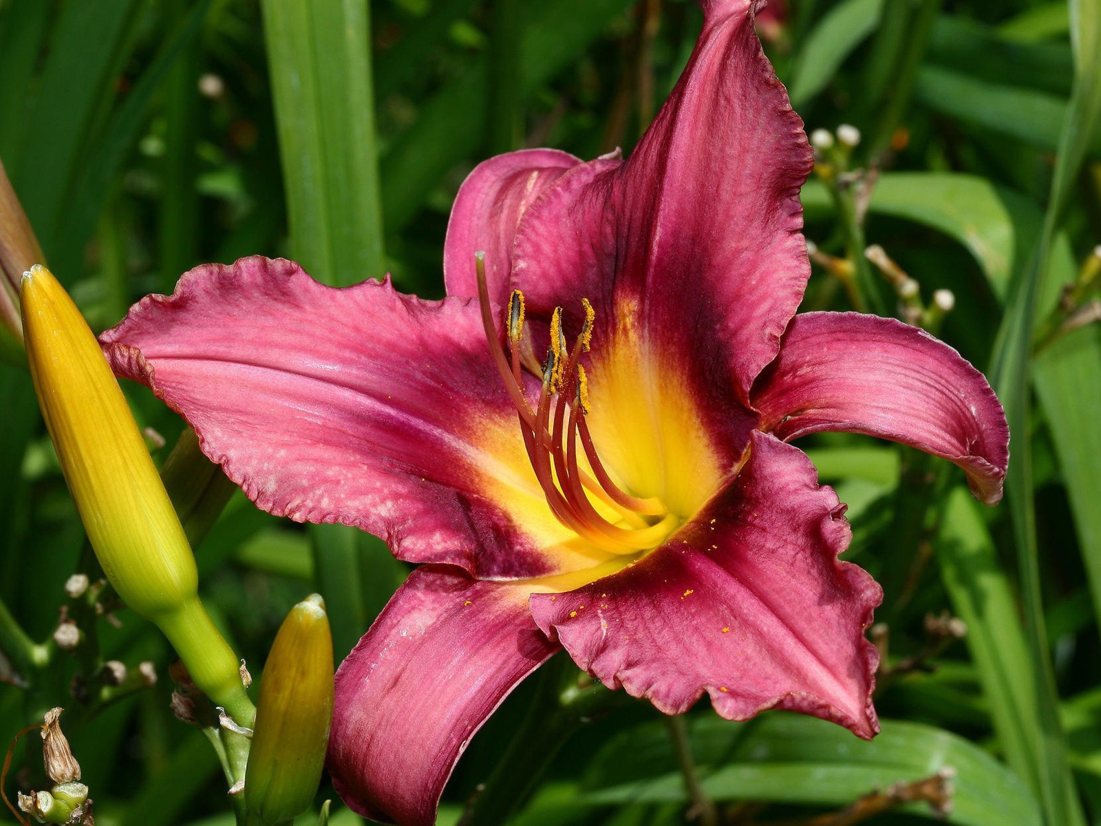 Розовая лилия