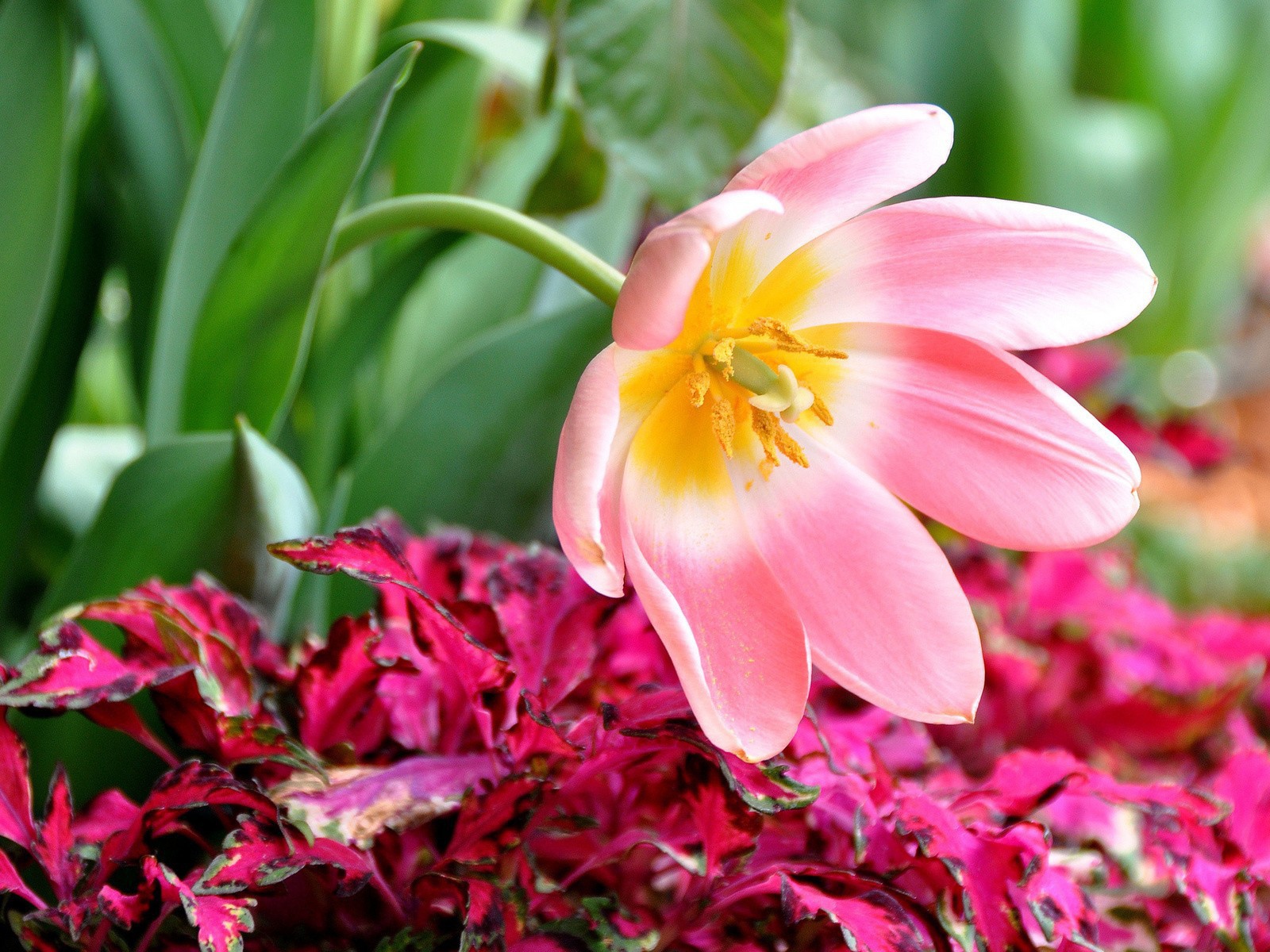 Розовый тюльпан распустился