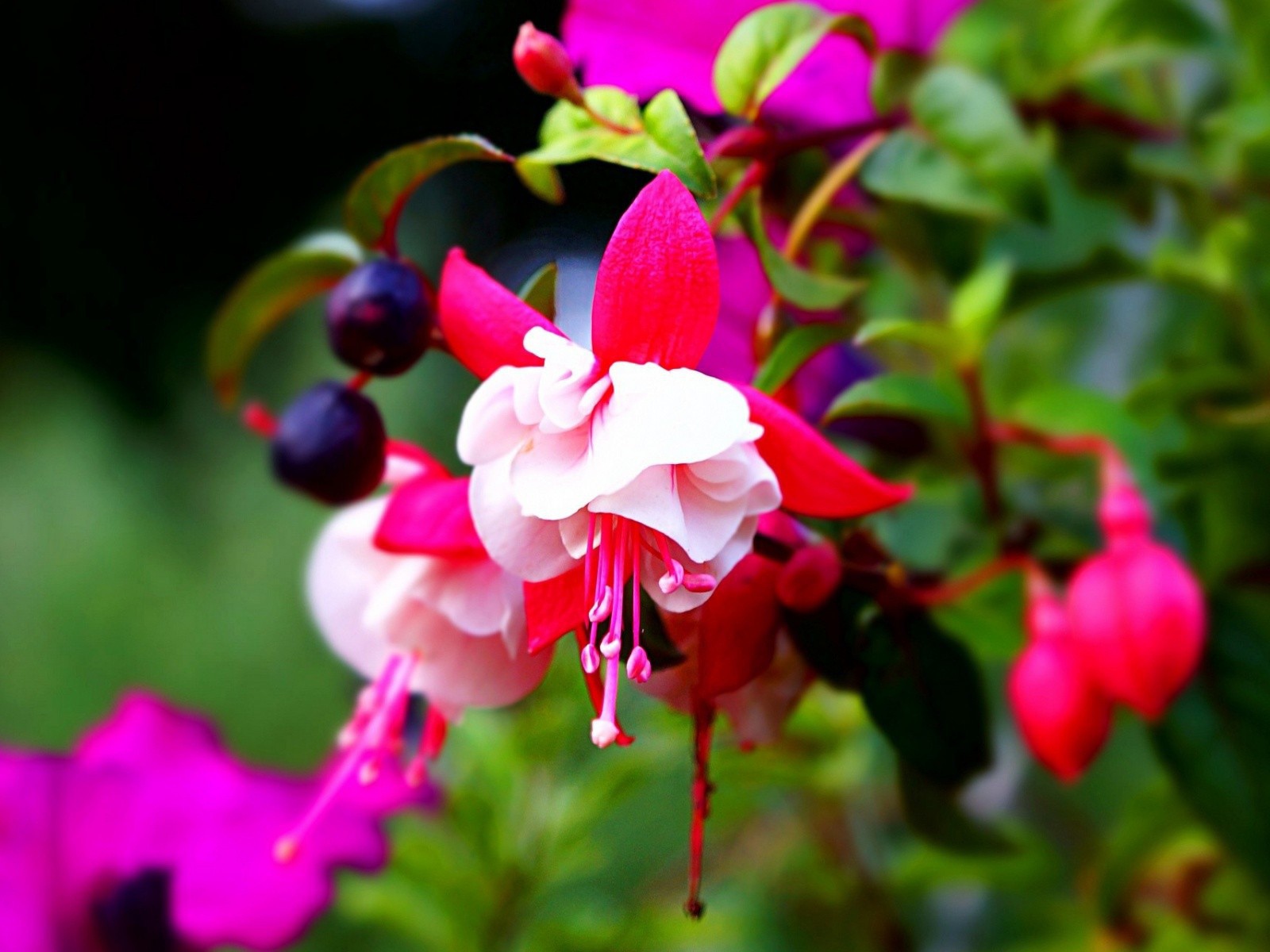 Красно-белые цветы