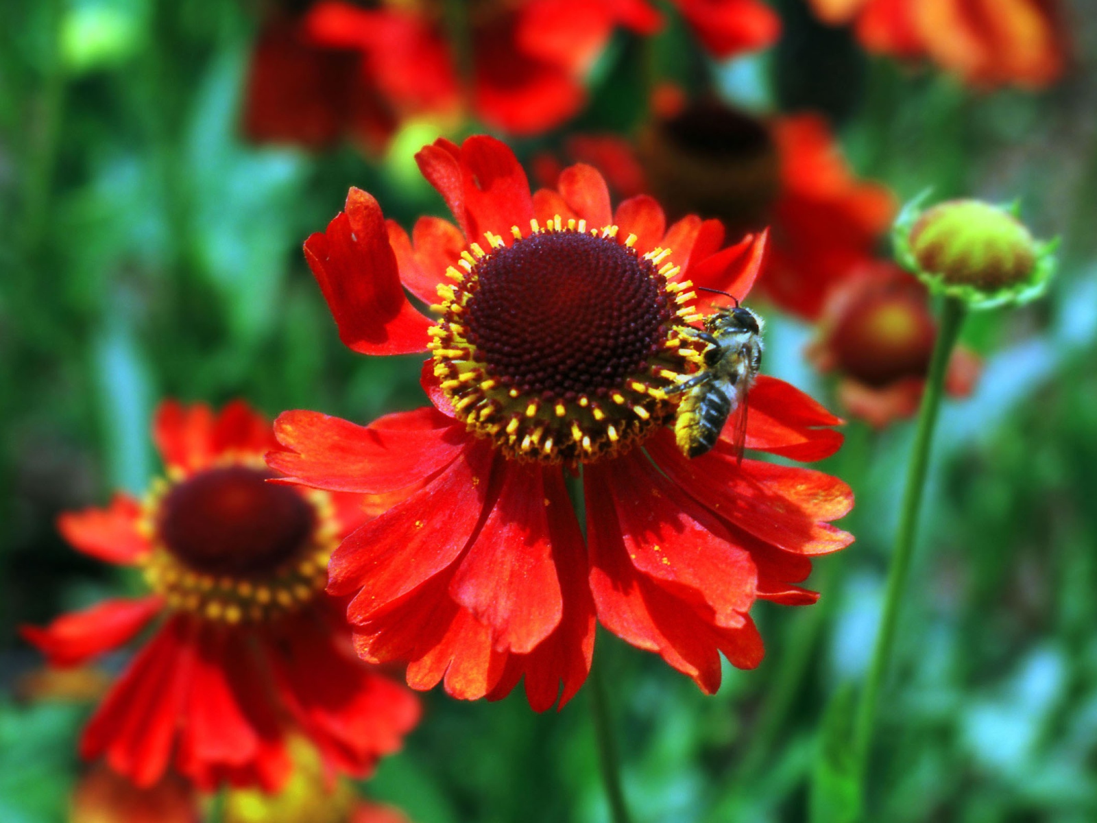 Красные цветы и пчела