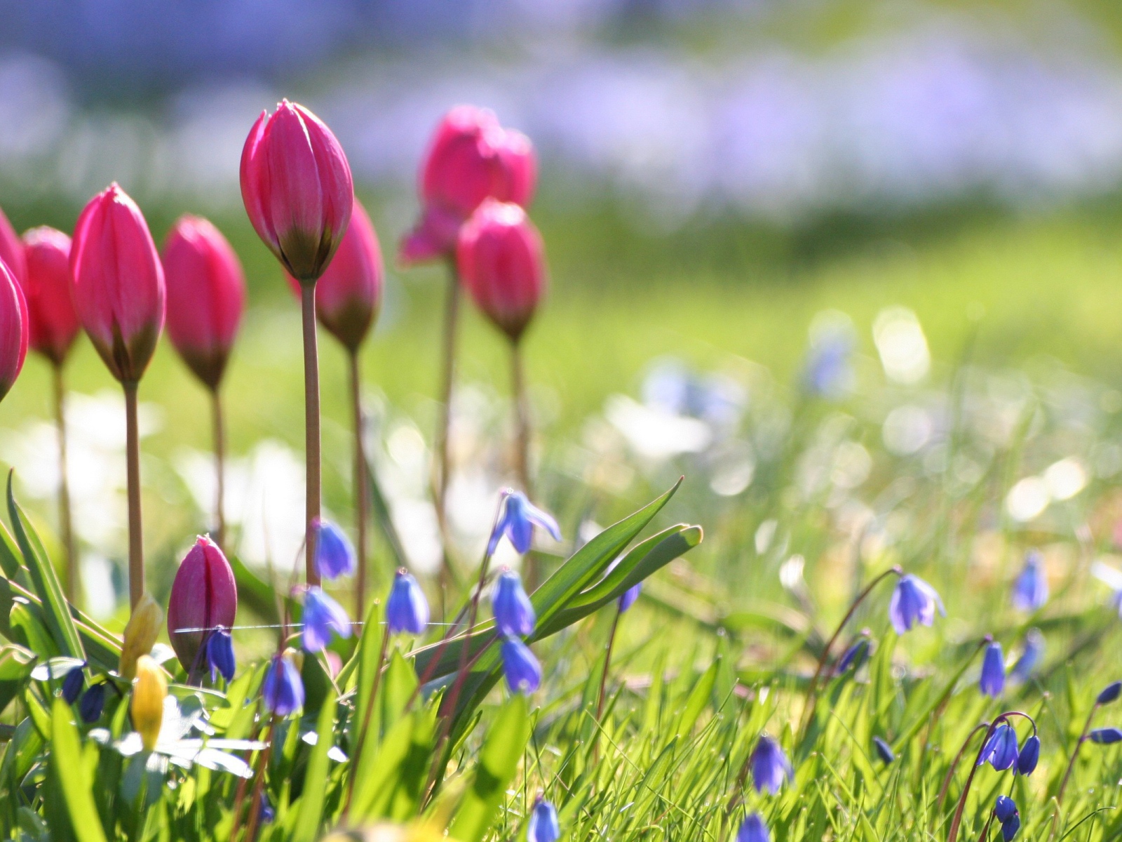 Бутоны тюльпанов