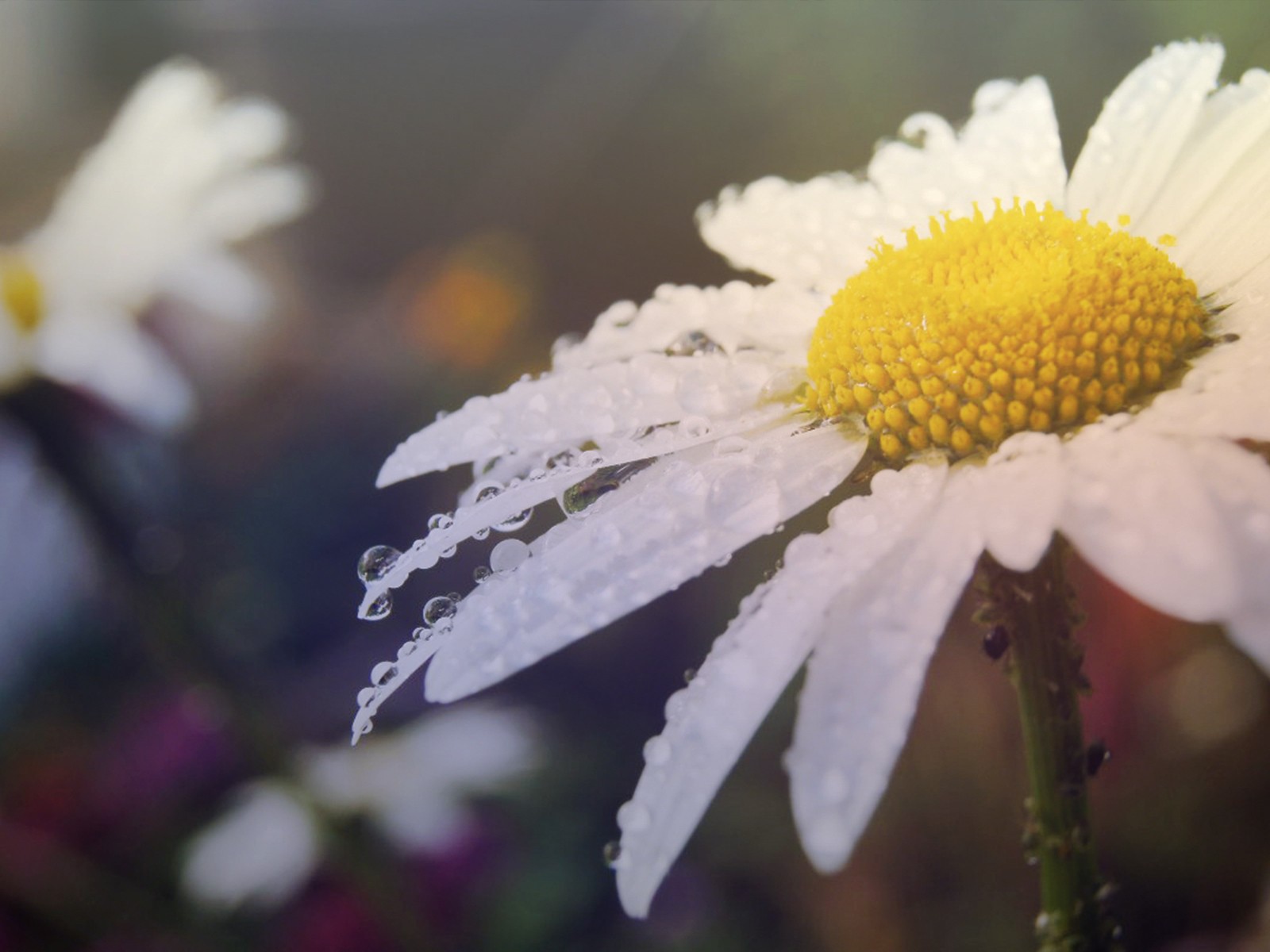 Утренняя роса на лепестках