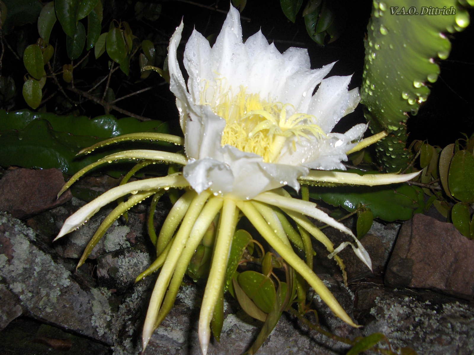 Белый цветок кактуса