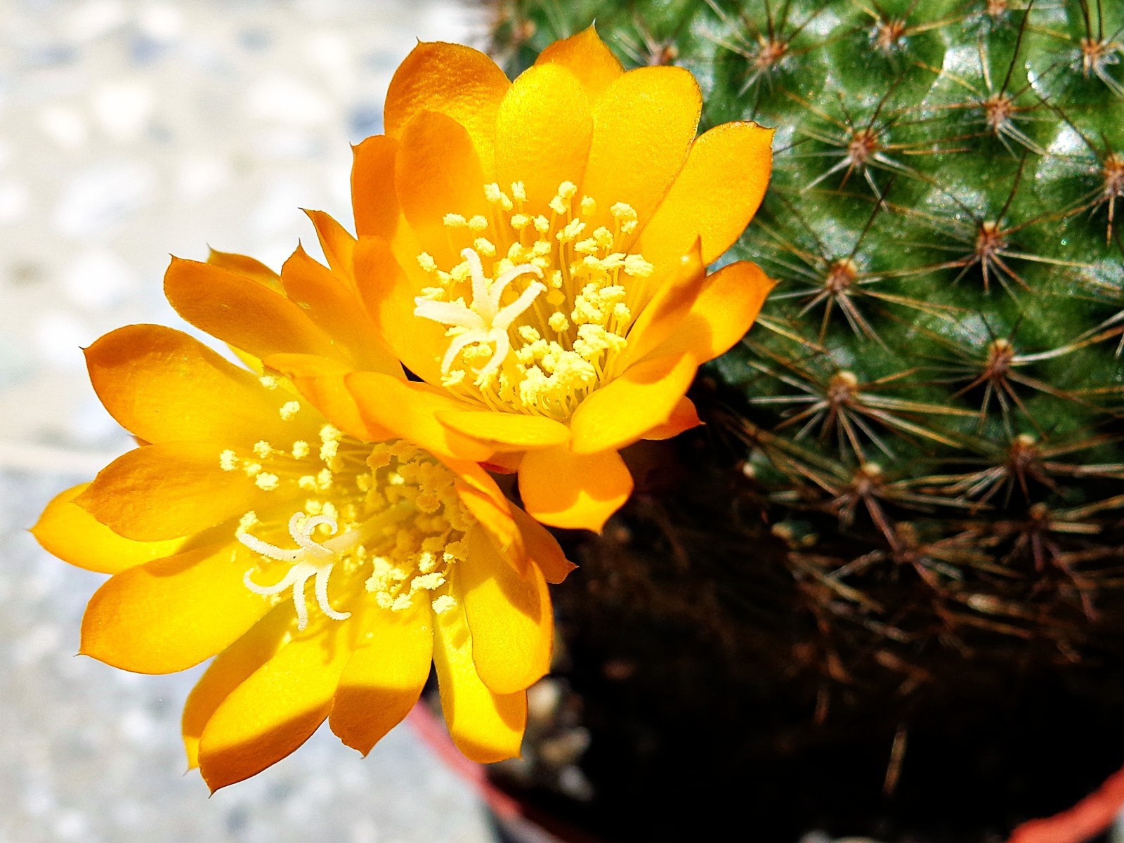 Желтый цветок кактуса