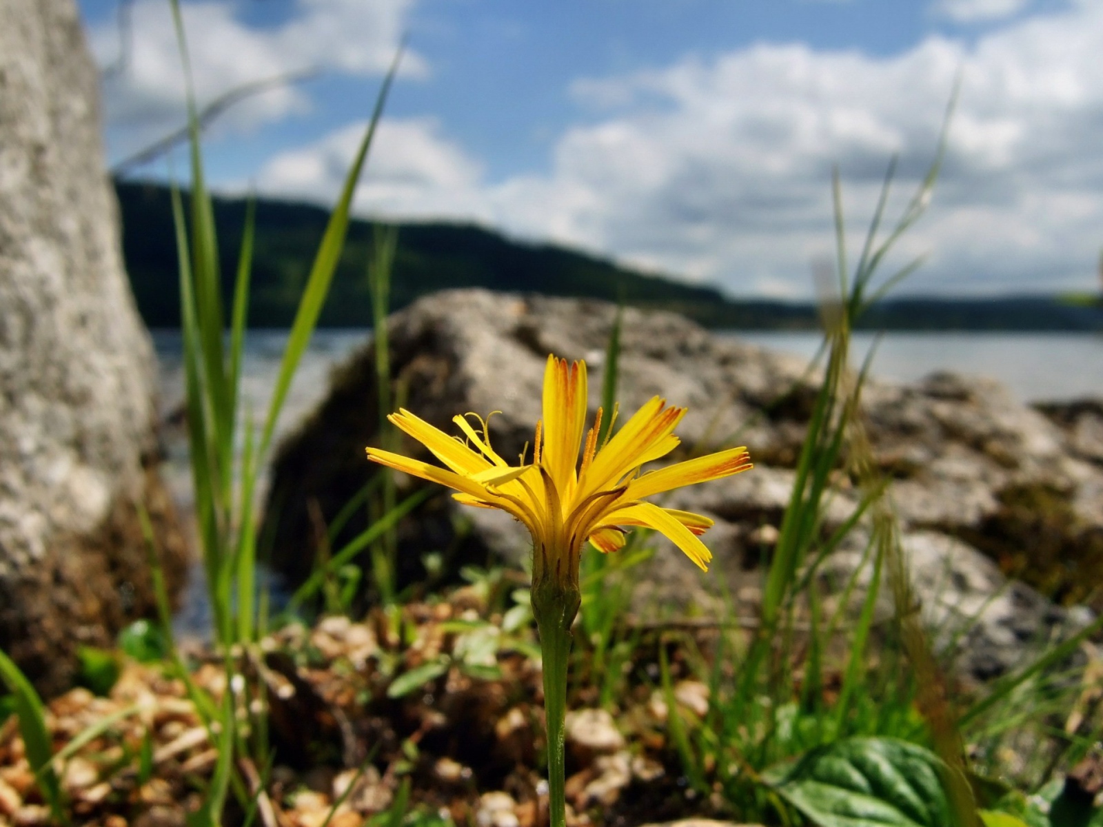 Желтый цветок на берегу