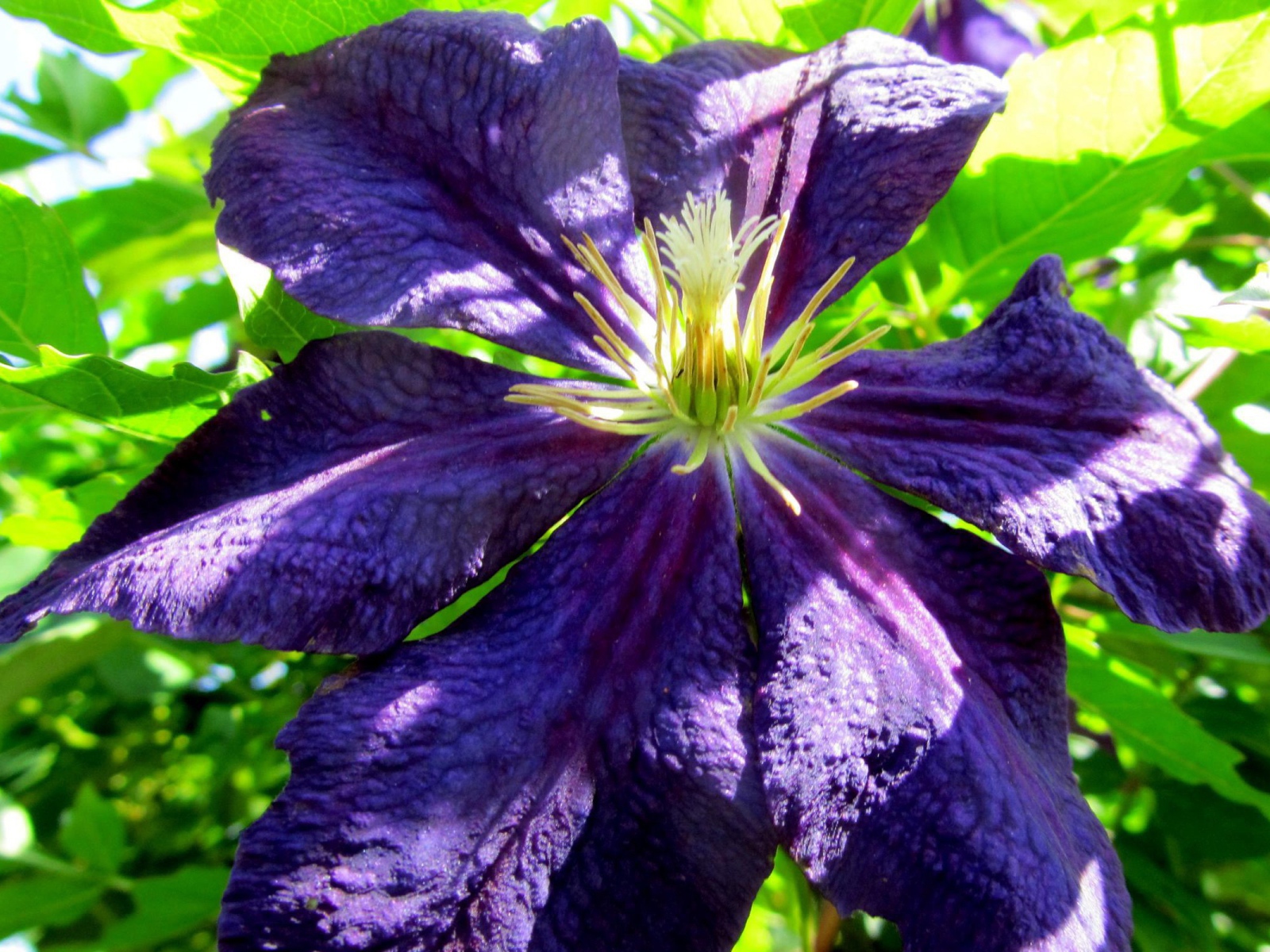 Большой синий цветок