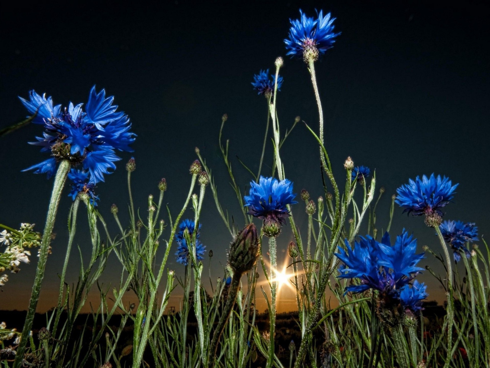 Васильки на закате