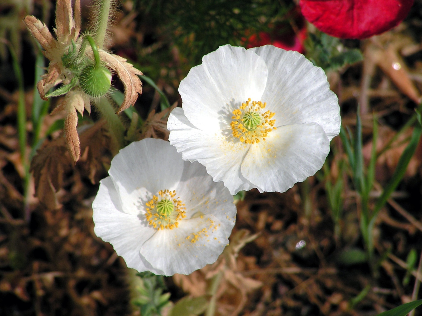 Нежные белые цветы