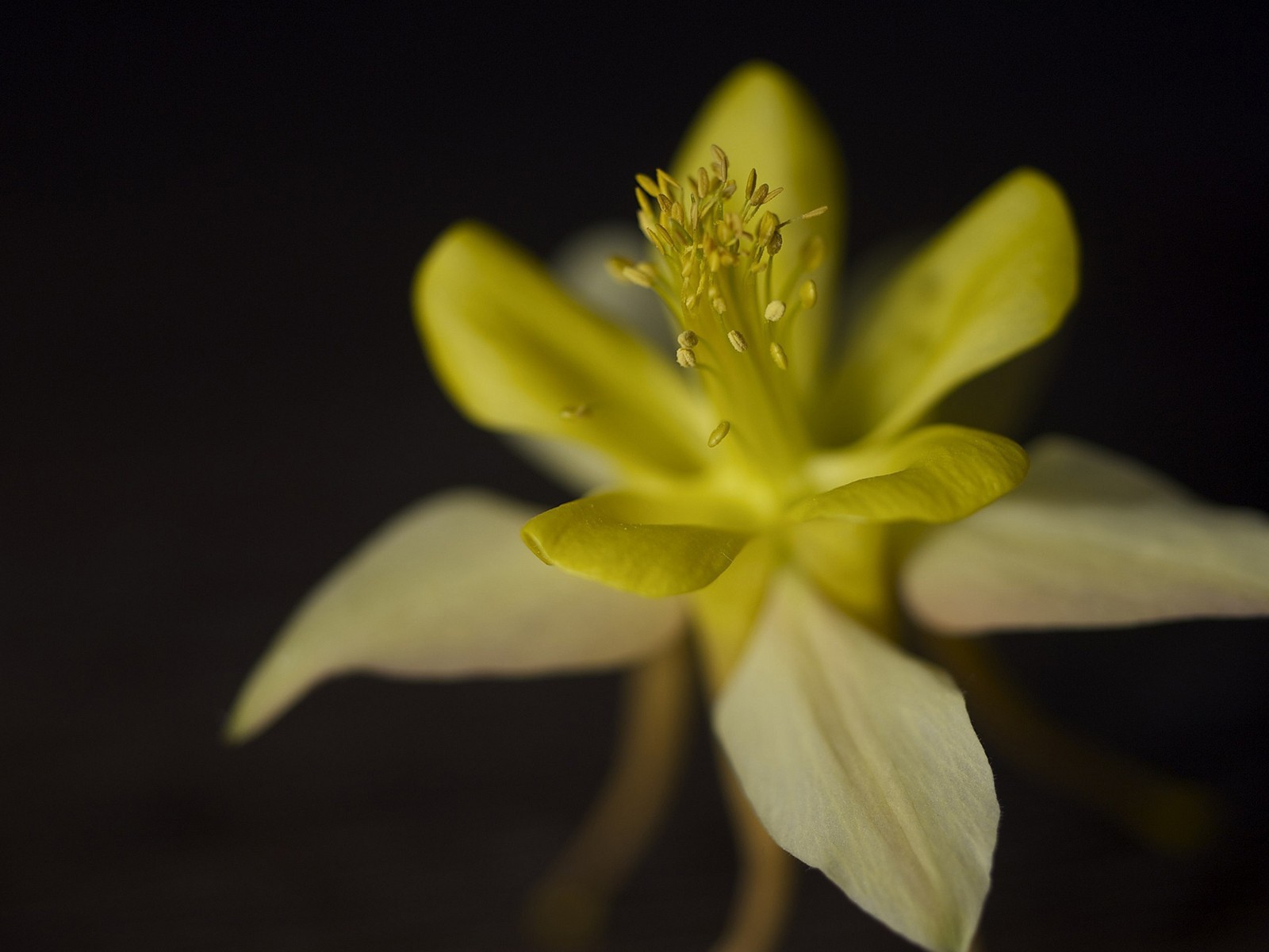 Цветок крупным планом