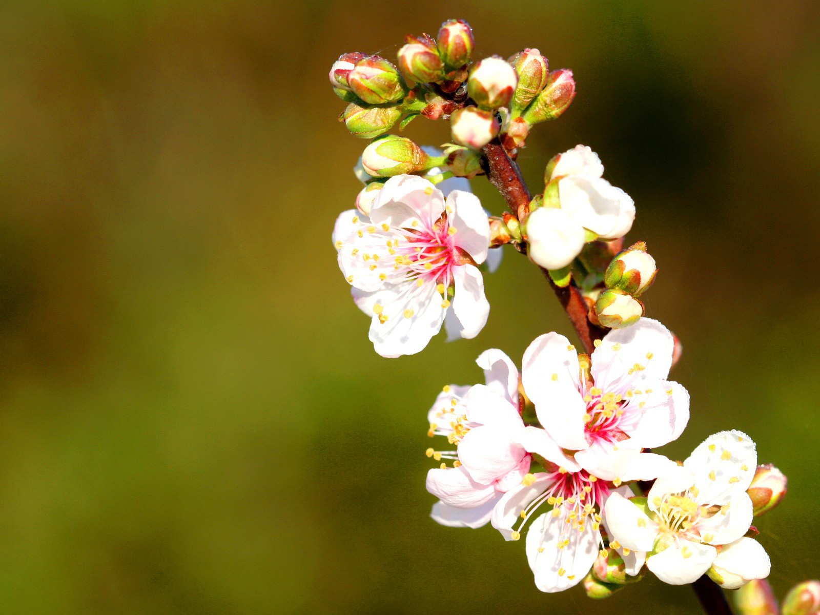 Весенние нежные цветы