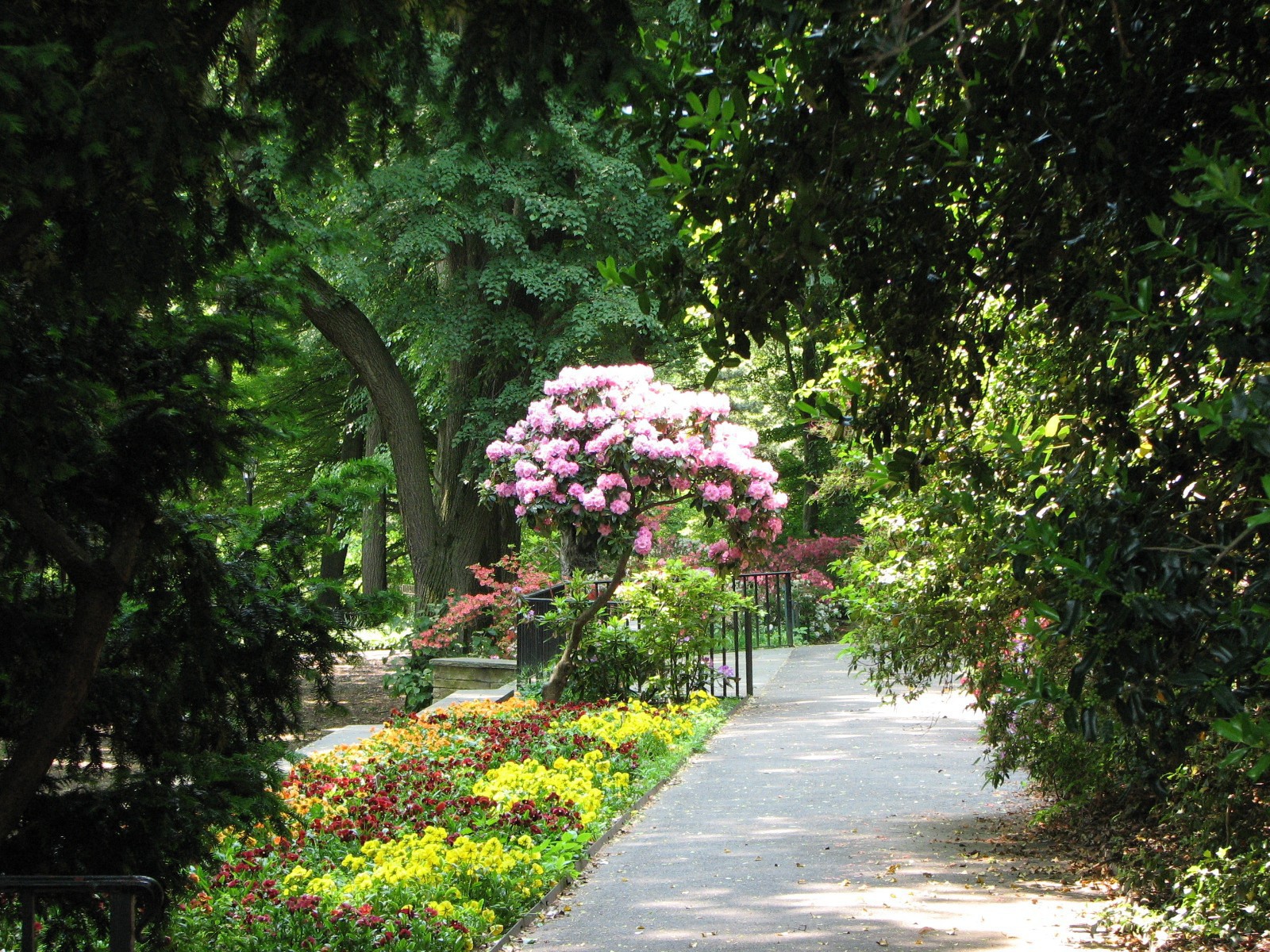 Дерево с розовыми цветами в парке