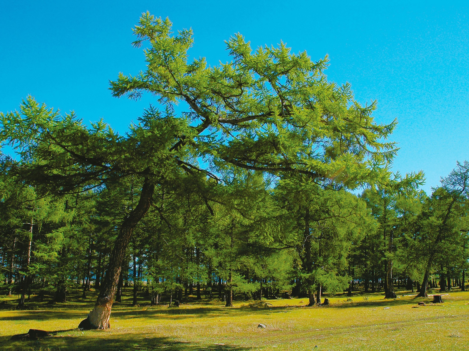 Парк больших деревьев