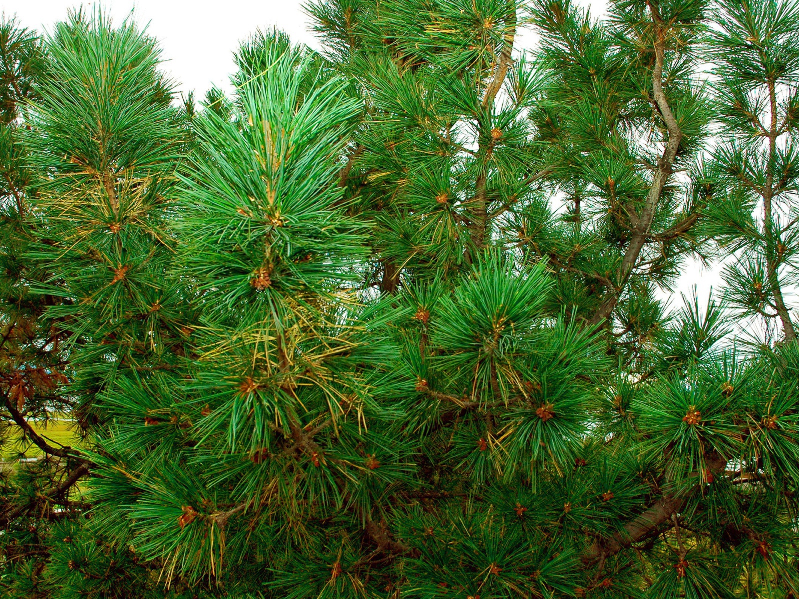 Сосновый куст