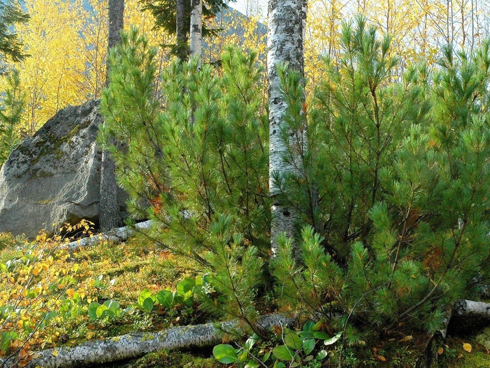 Лесной пейзаж с камнем