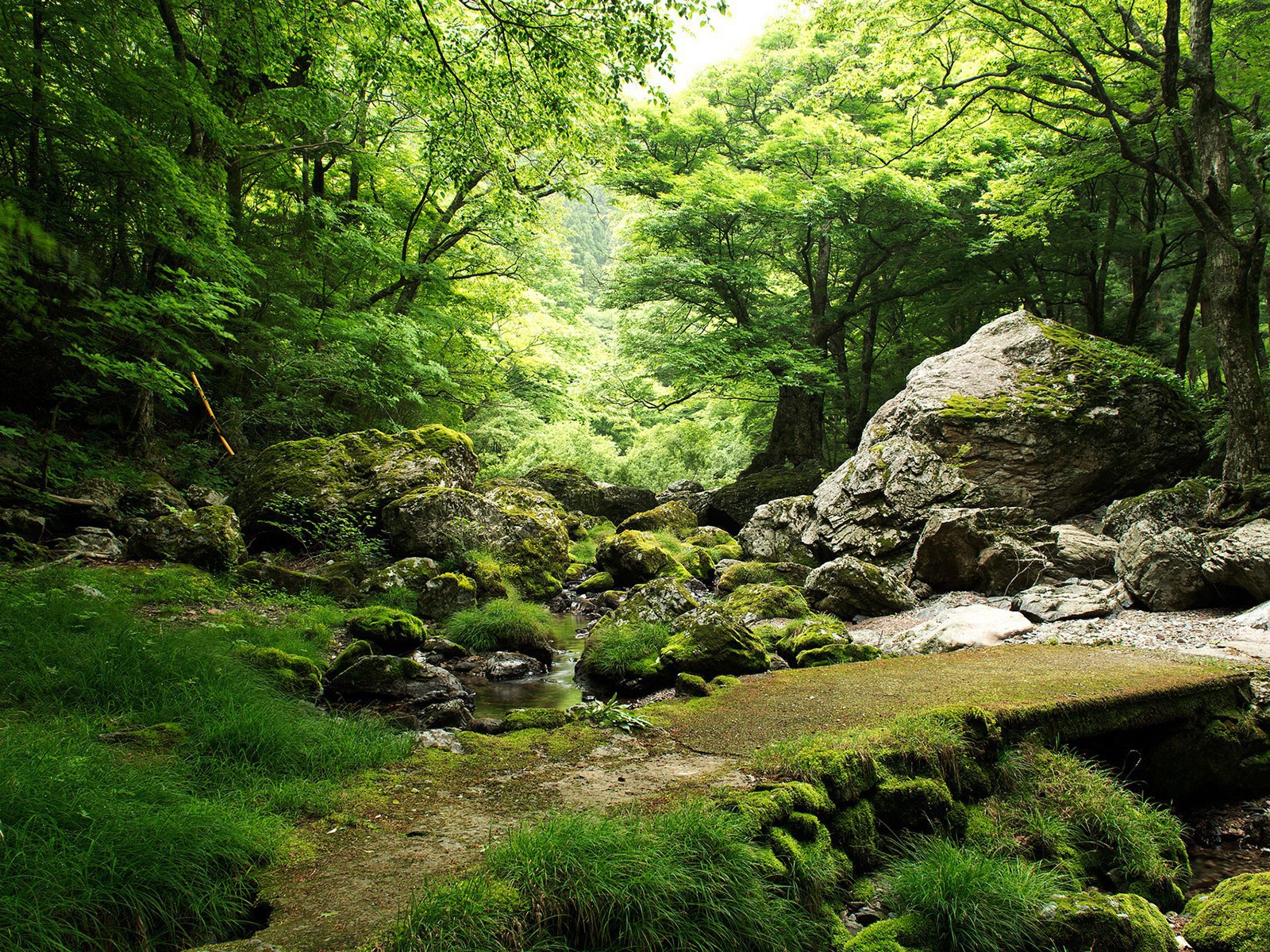 Родник в лесу