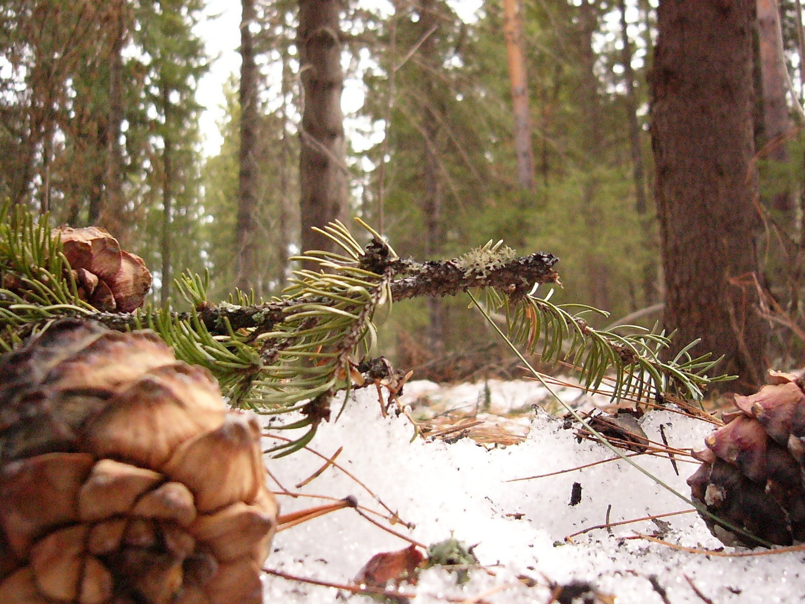 Шишки сибирского кедра