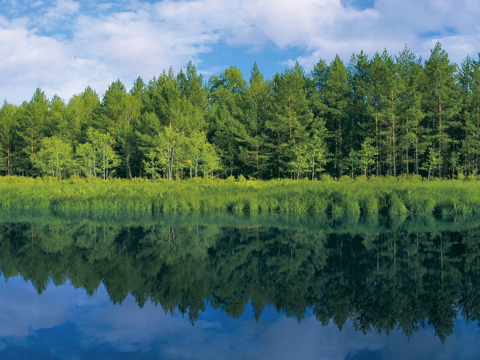 Зелень у реки