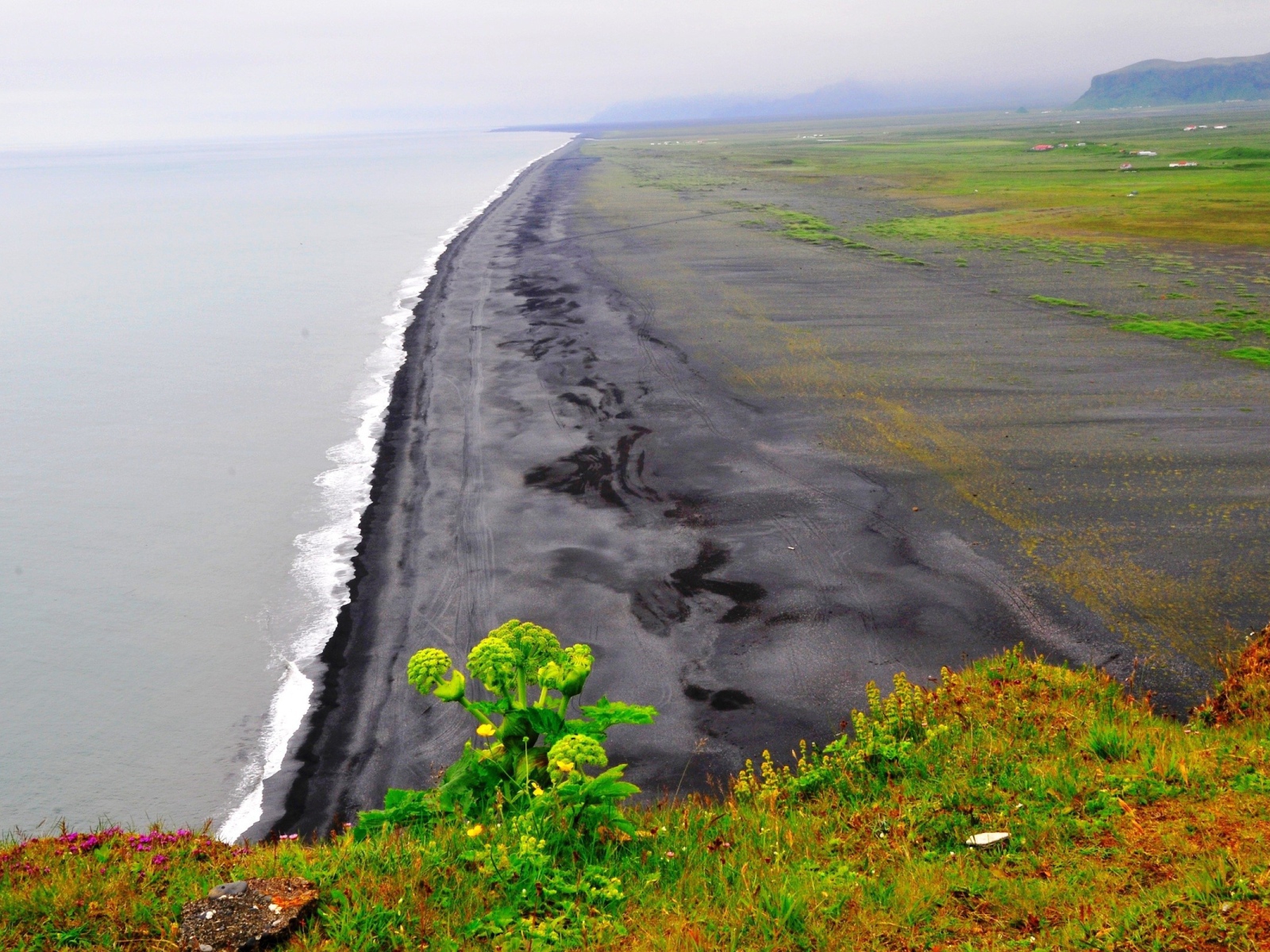 Морской пейзаж с растением