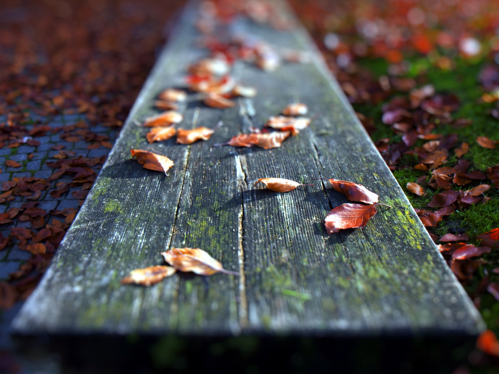 Autumn leaves on the Board