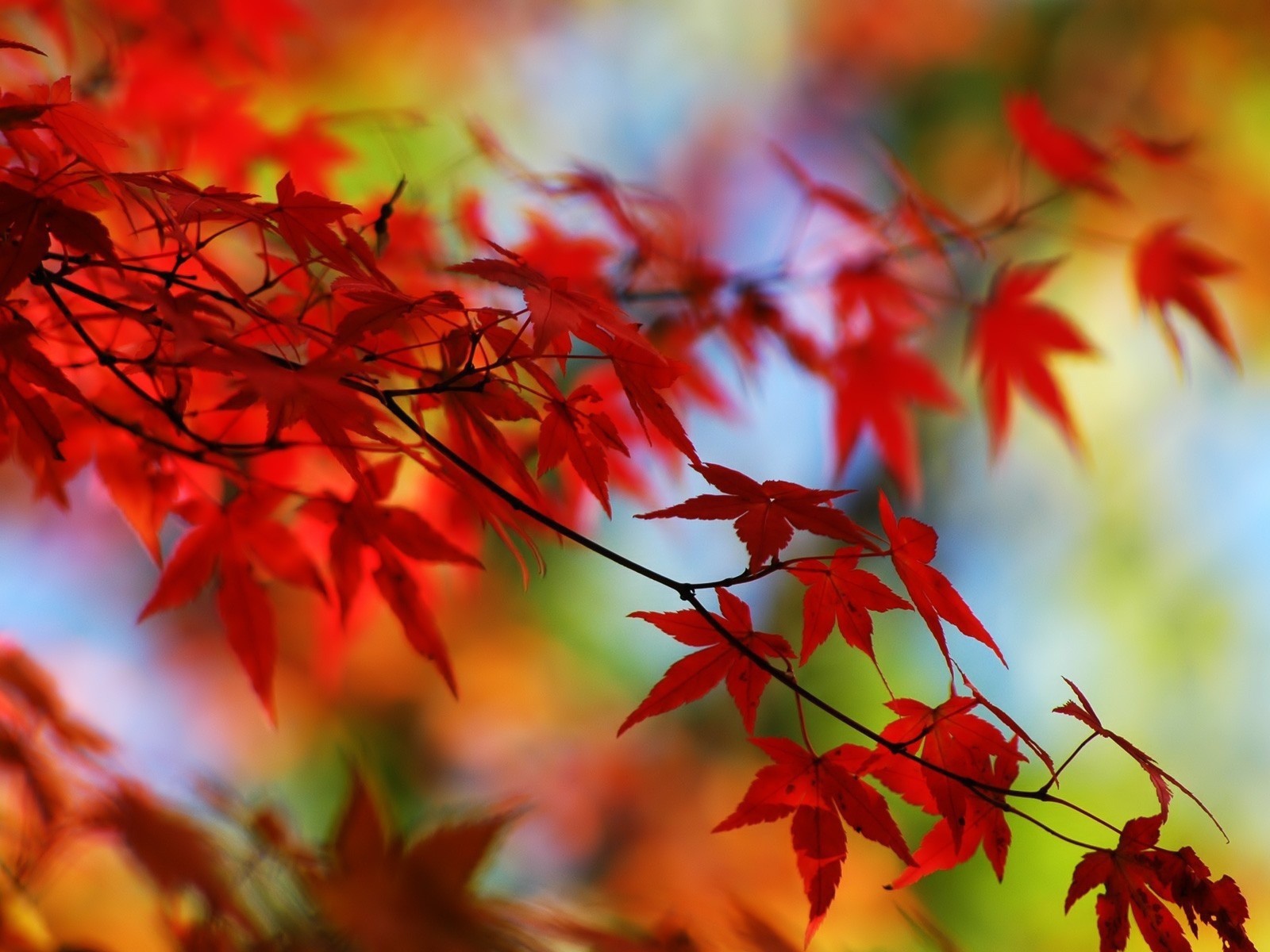 the red leaves of the autumn