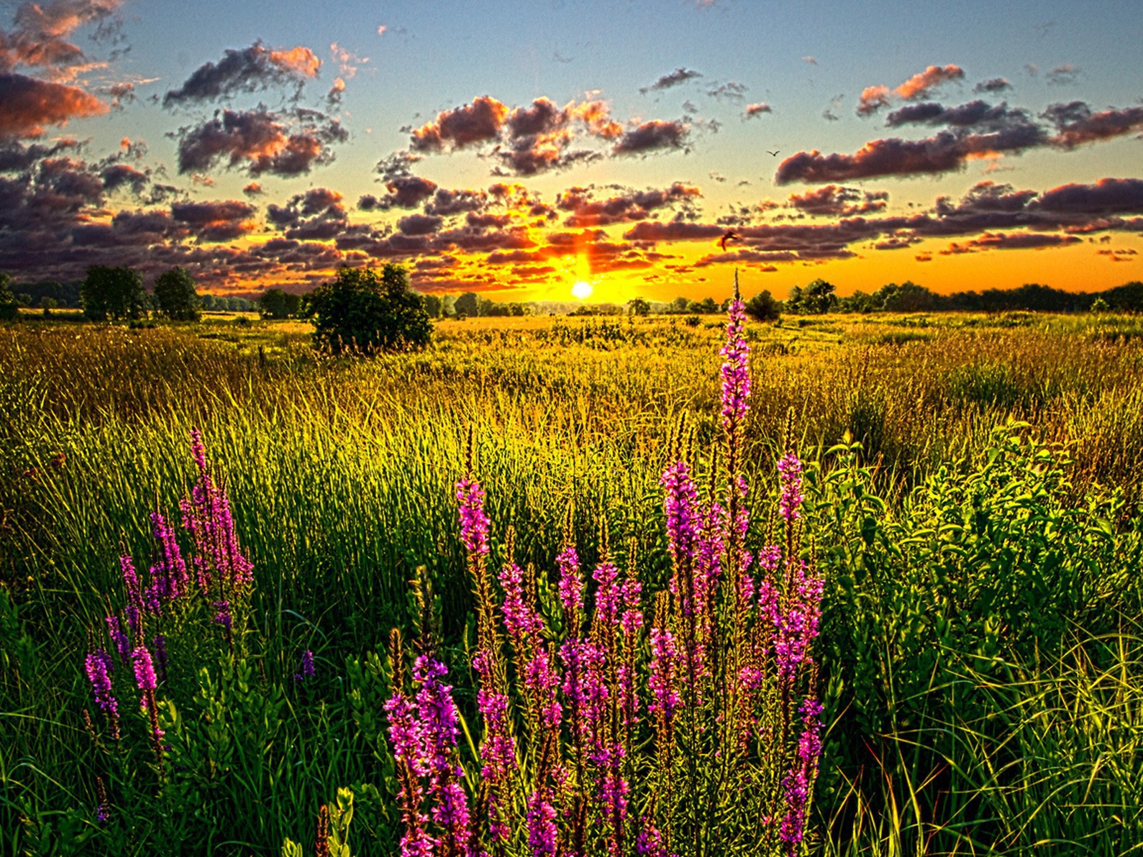 Синие цветы на золотом закате