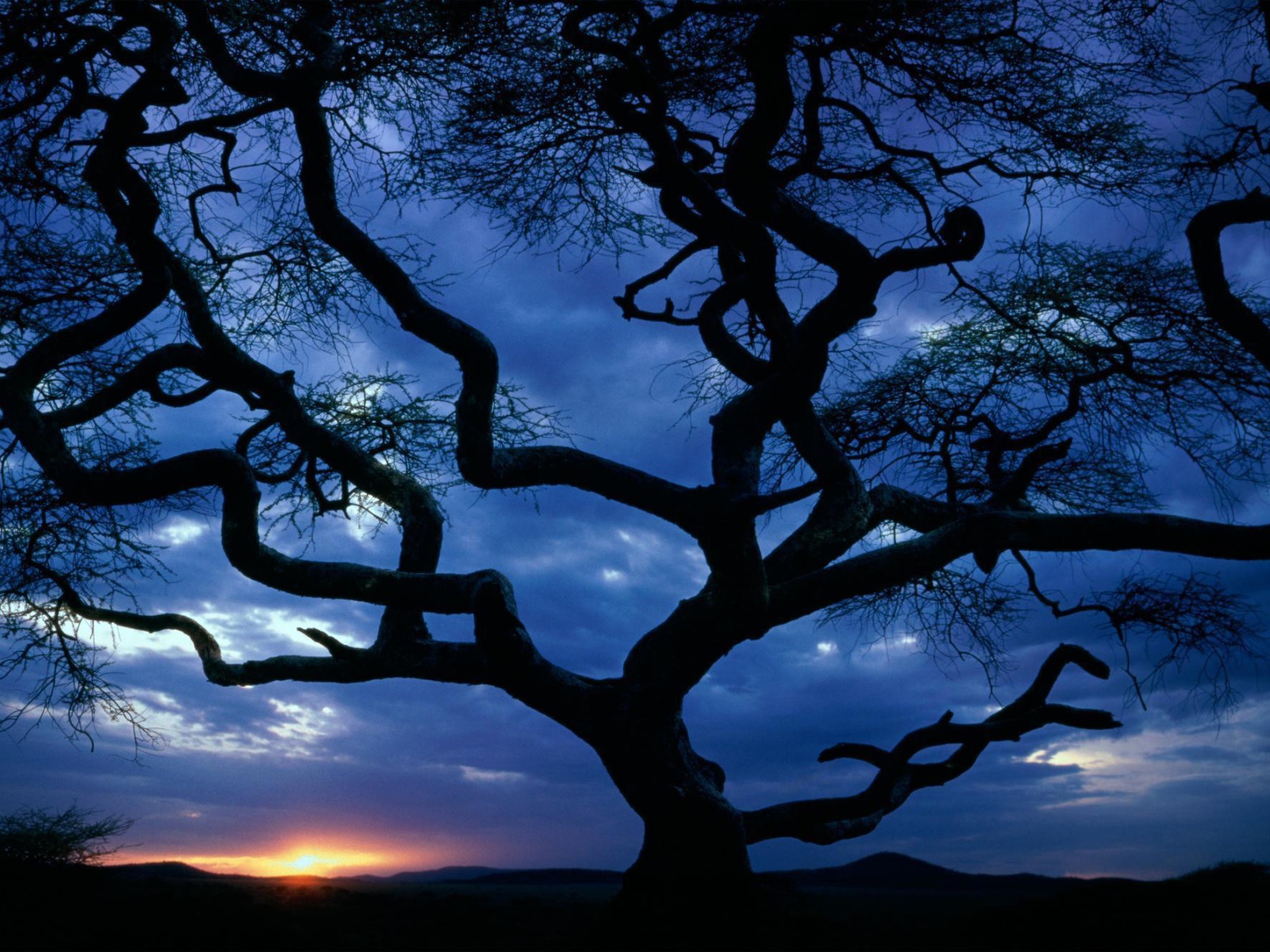 Силуэт дерева на закате