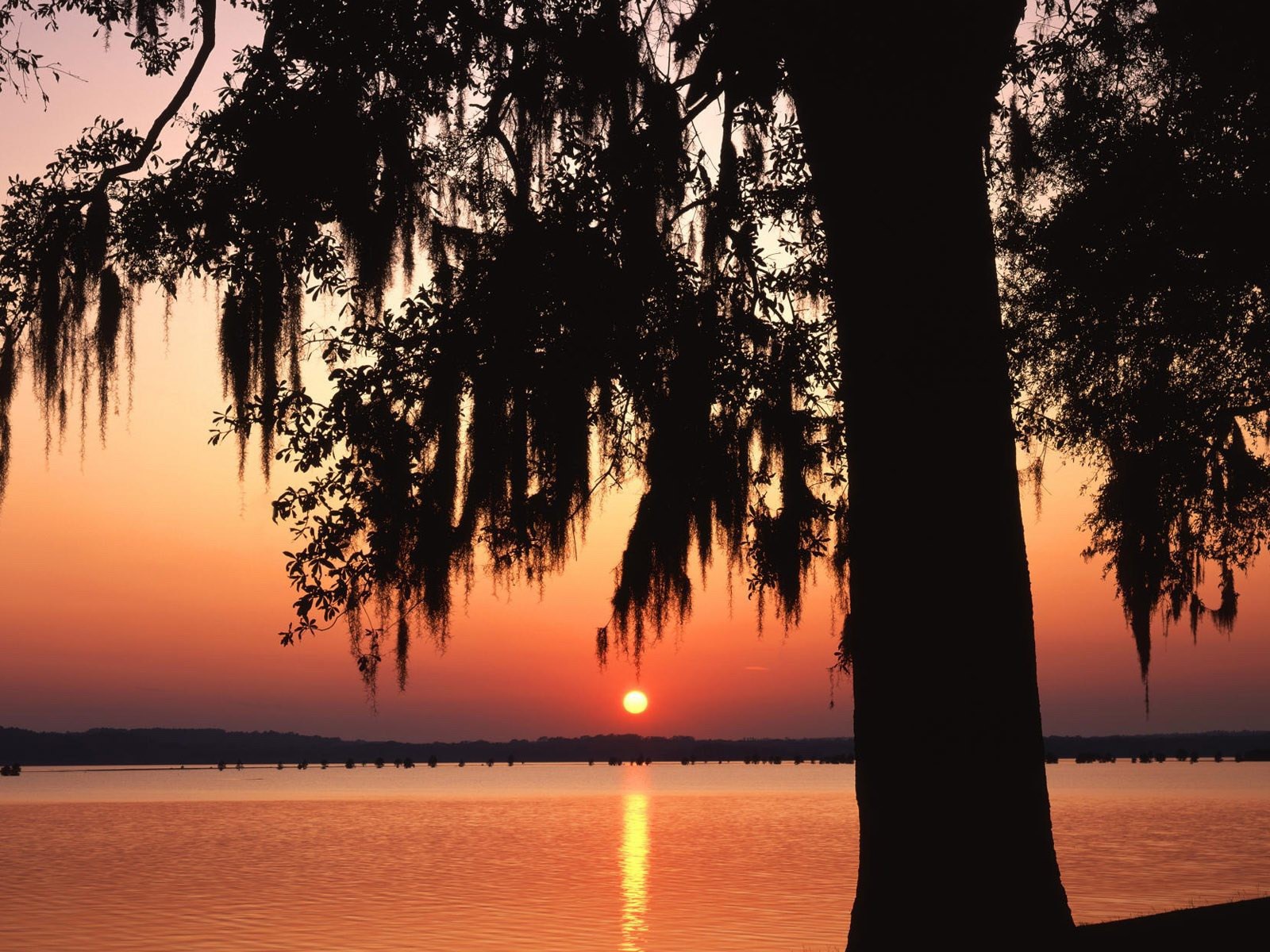 Темное дерево на фоне заката