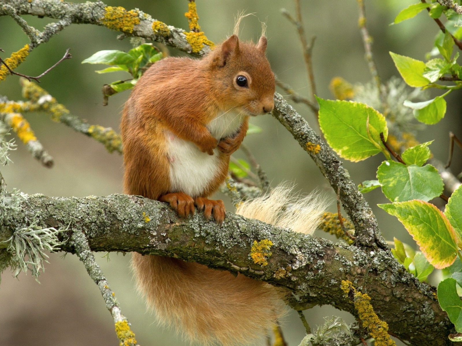 Белка сидит на ветке